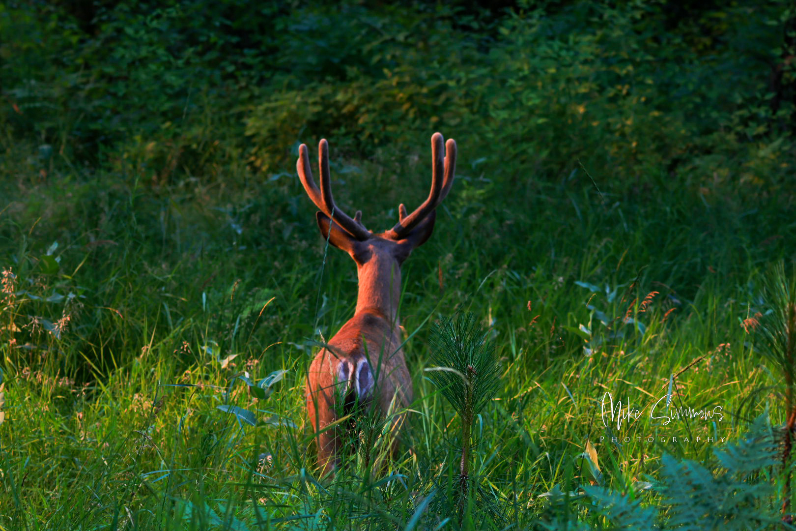 Elk at sunset in Yosemite NP