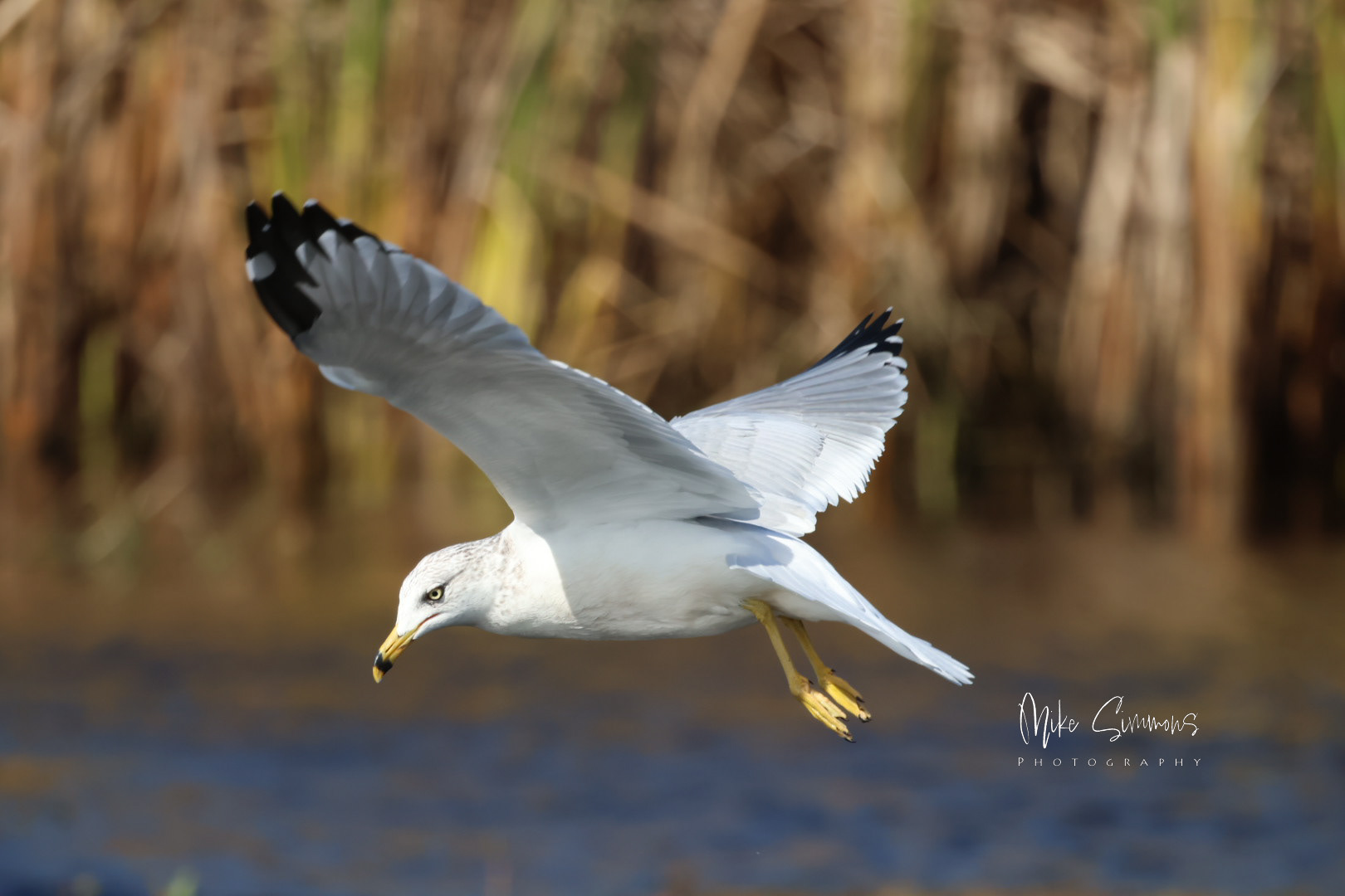 Soaring Ring Billed Gull in NY