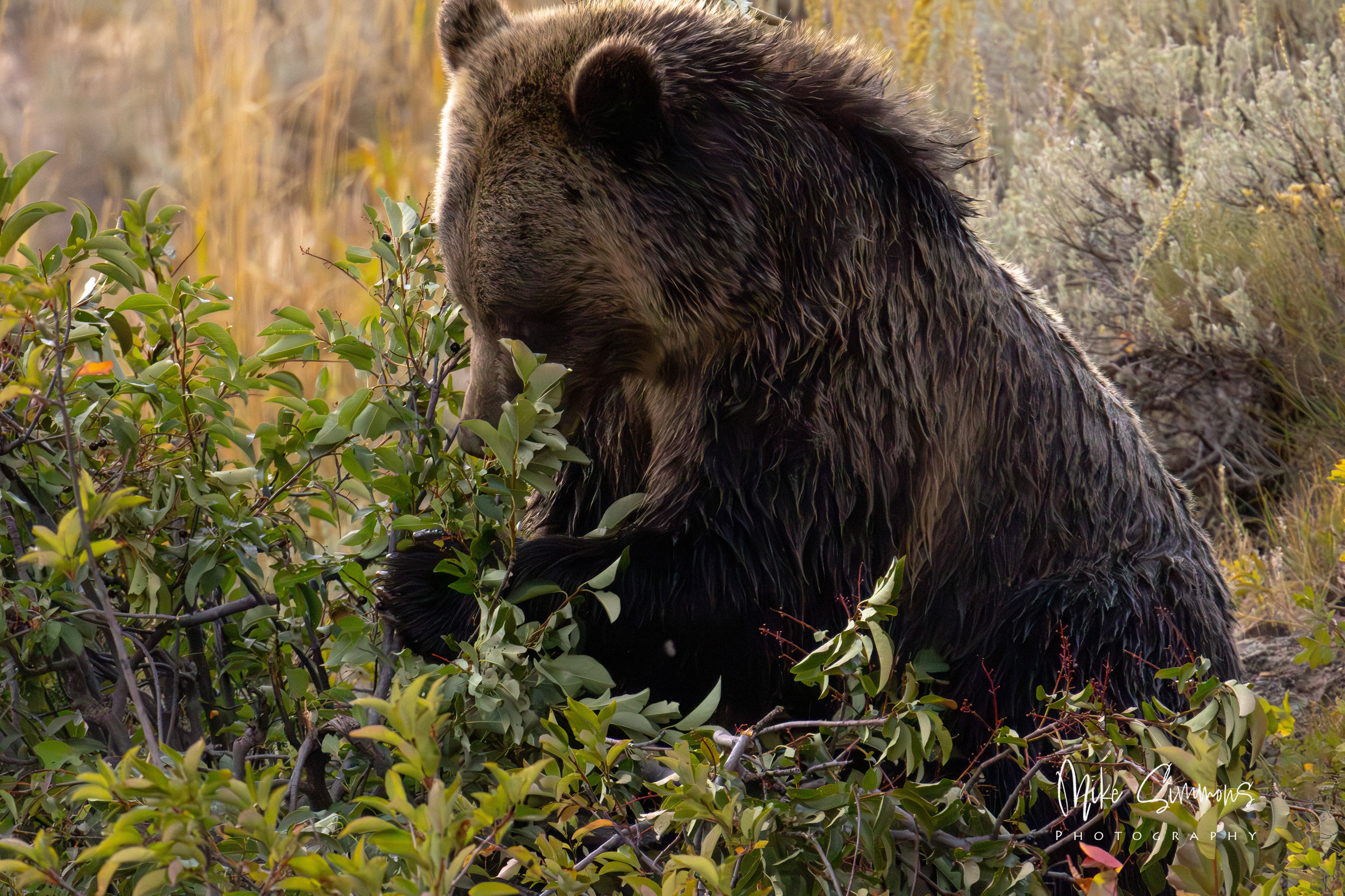 Grizzly at Yellowstone NP #8