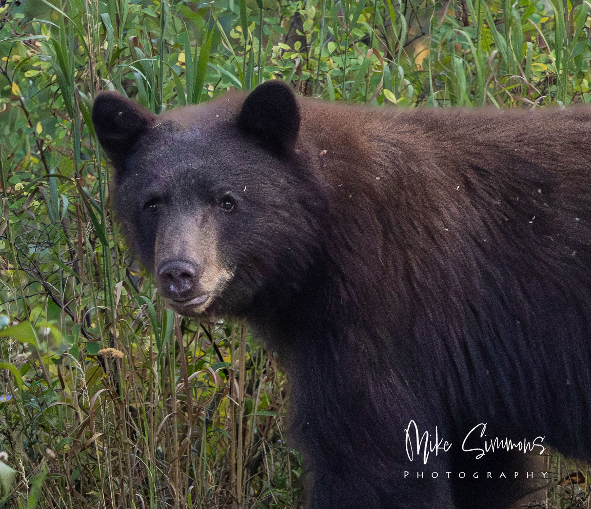A closeup view of the black bear at Elk at Grand Tetons NP 