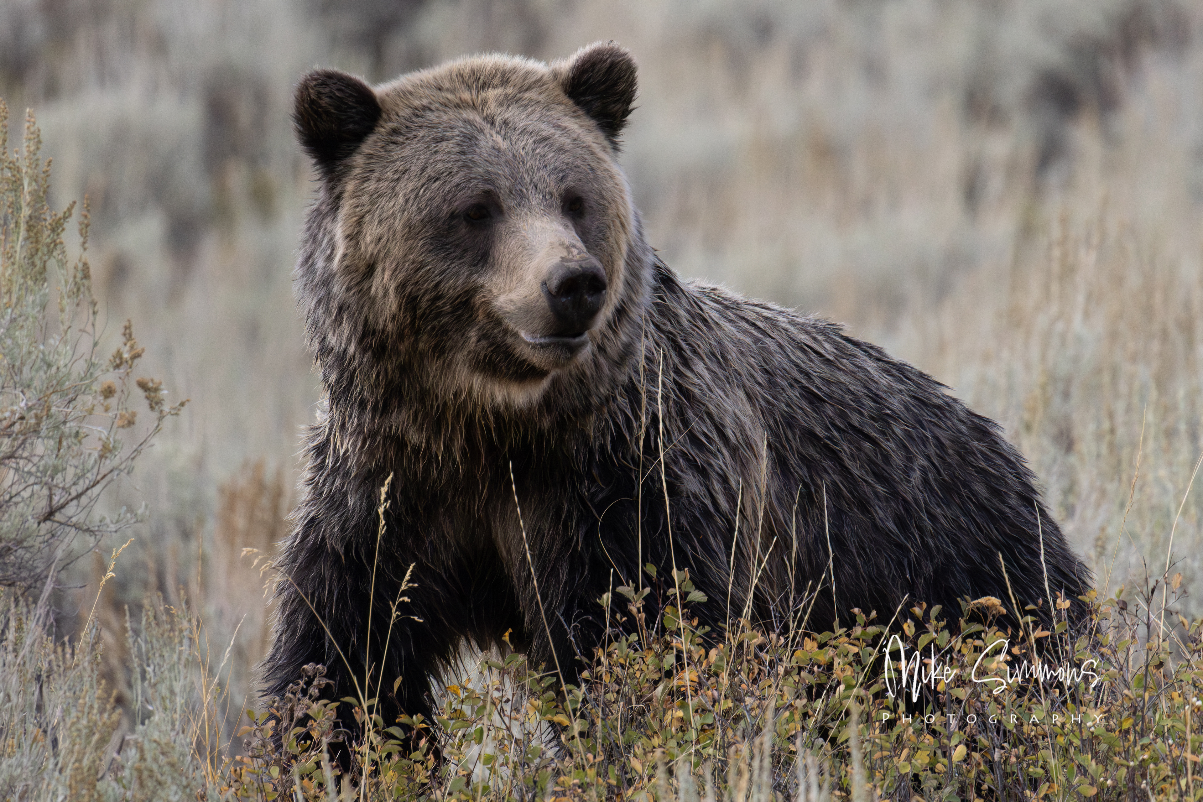 Grizzly at Yellowstone NP #2