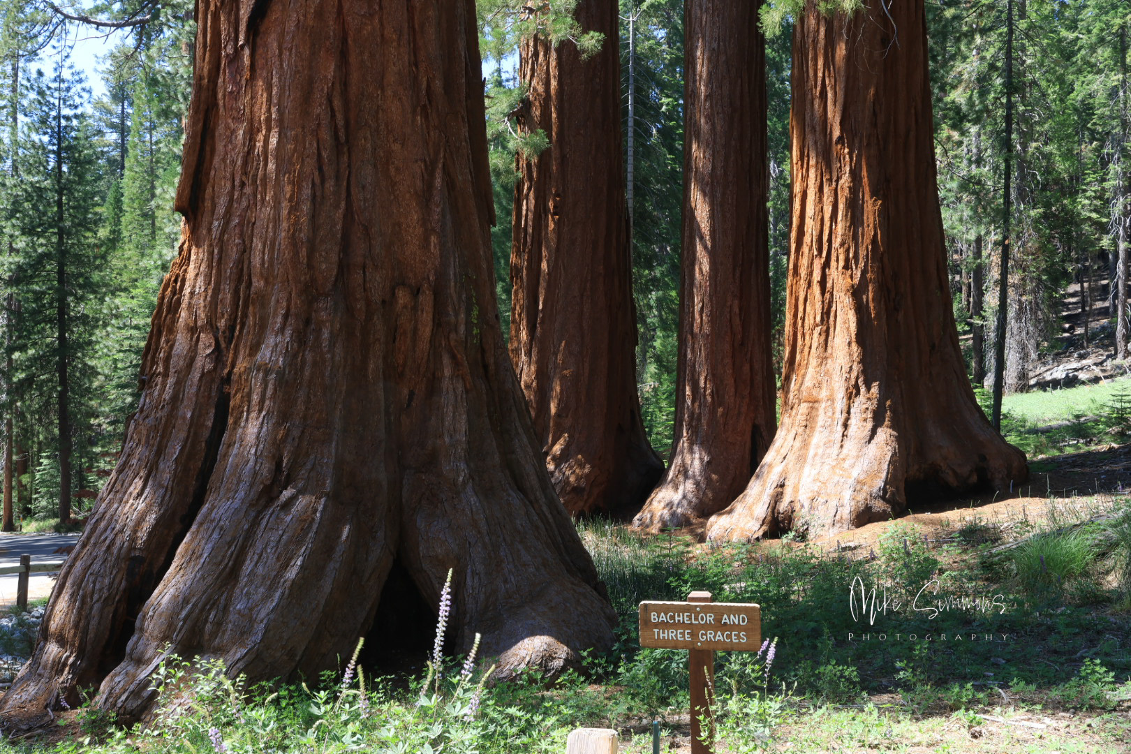 Sequoia National Park