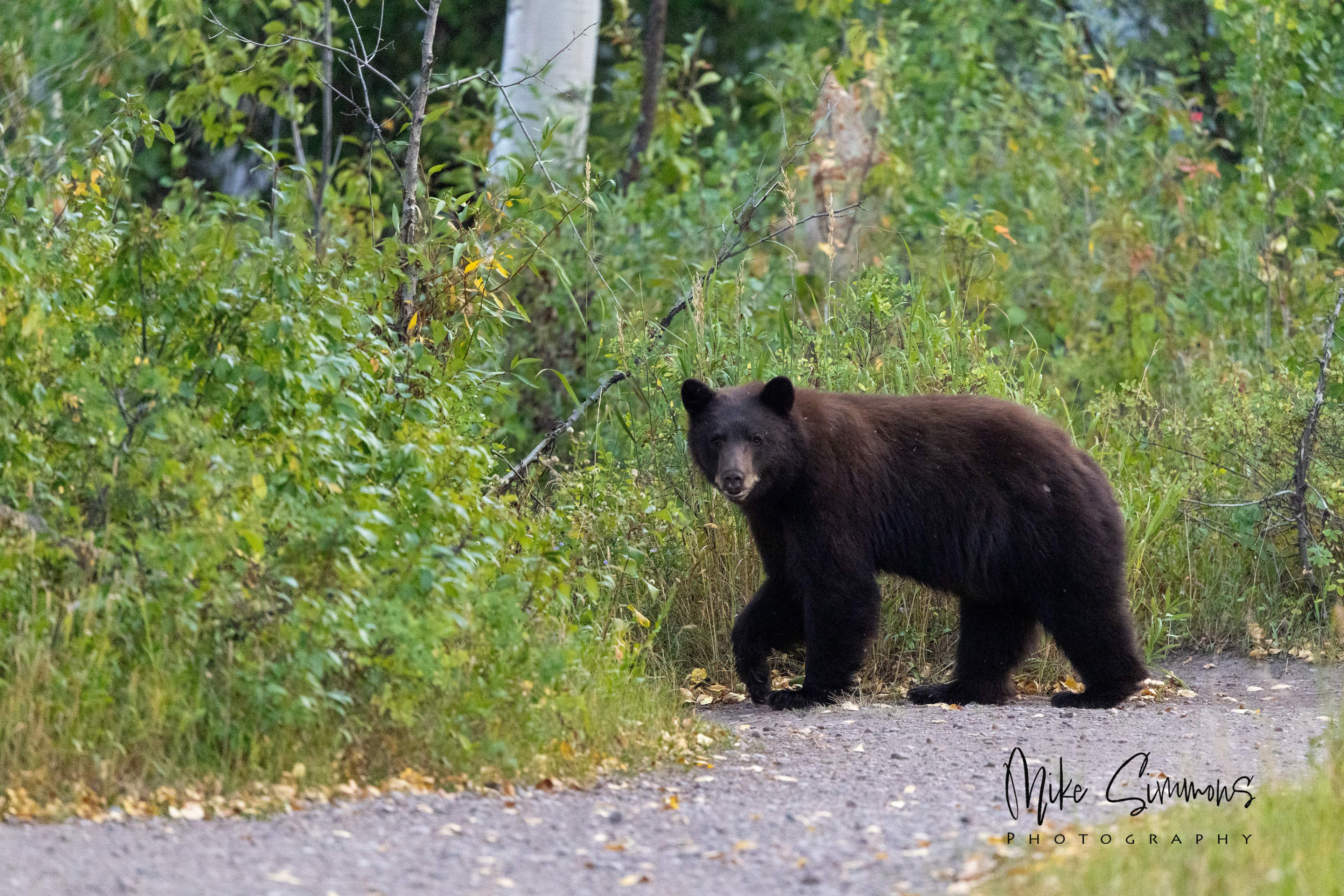 Black bear at Elk at Grand Tetons NP