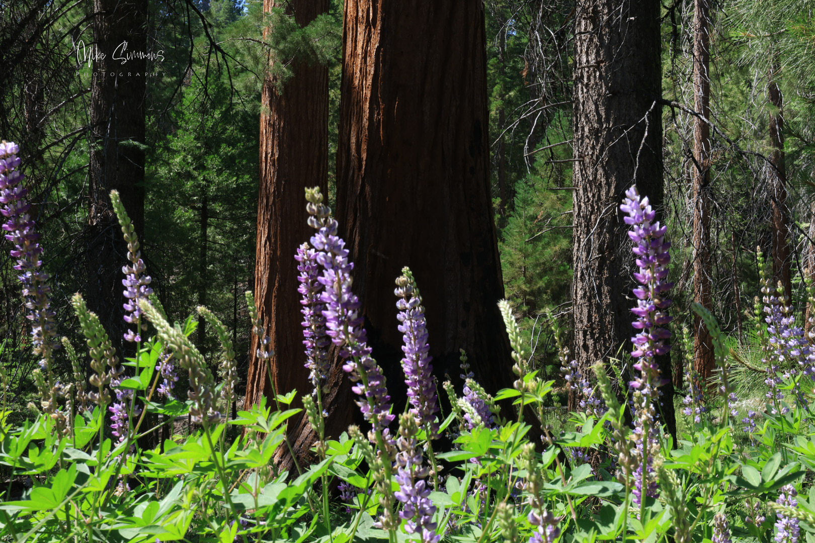 Sequoia National Park