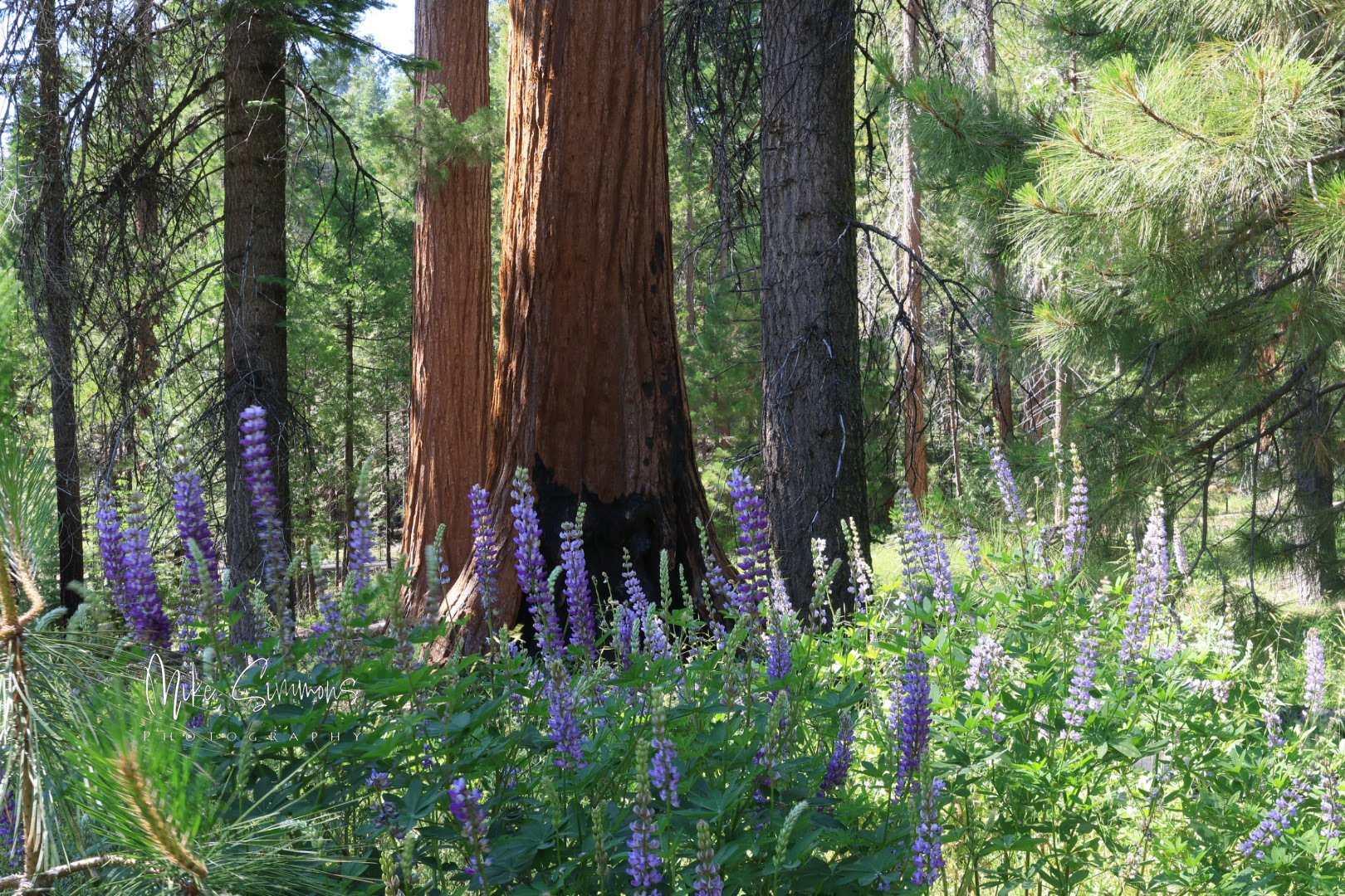 Sequoia National Park
