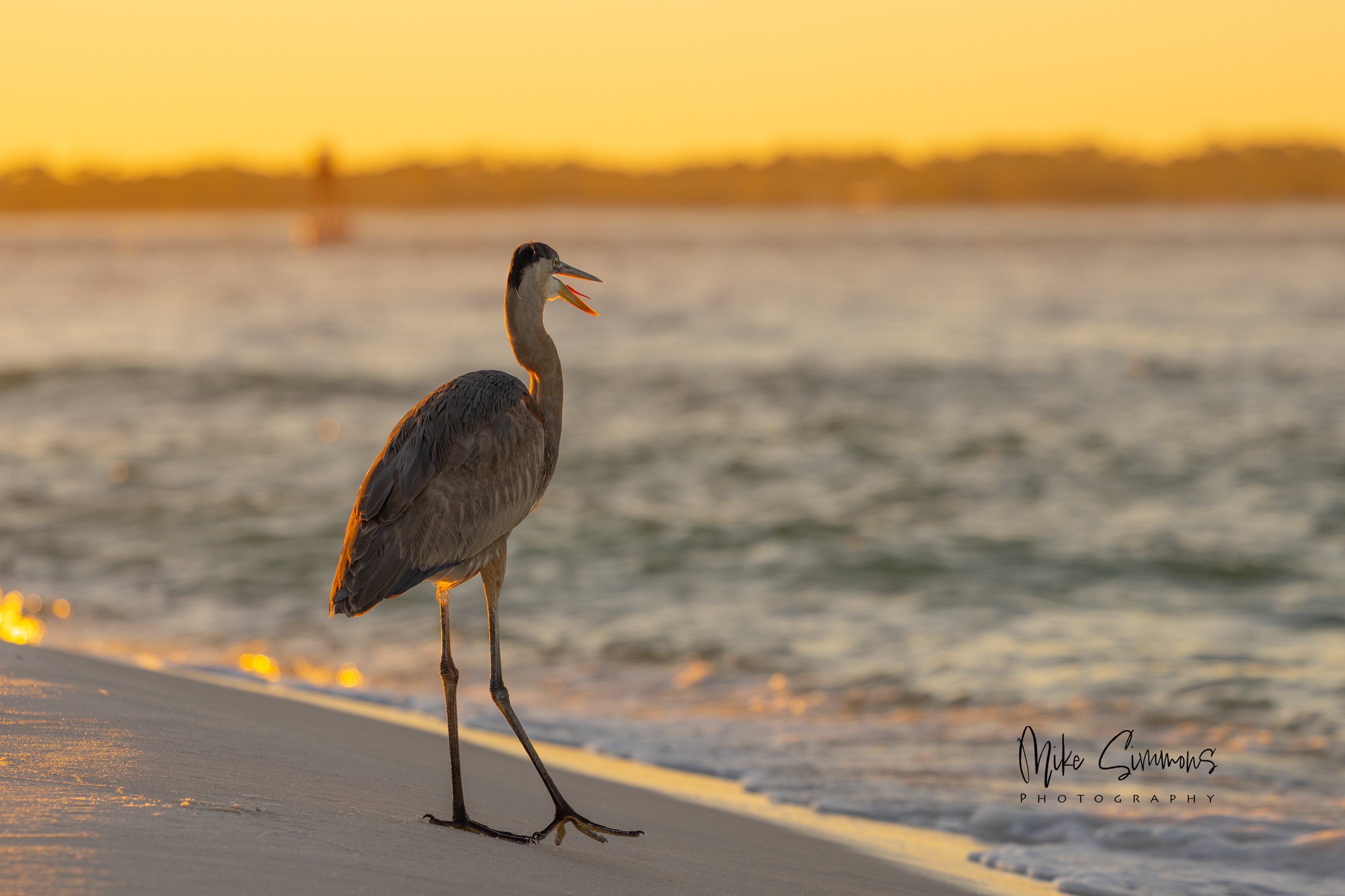 Great blue heron Pensacola, FL