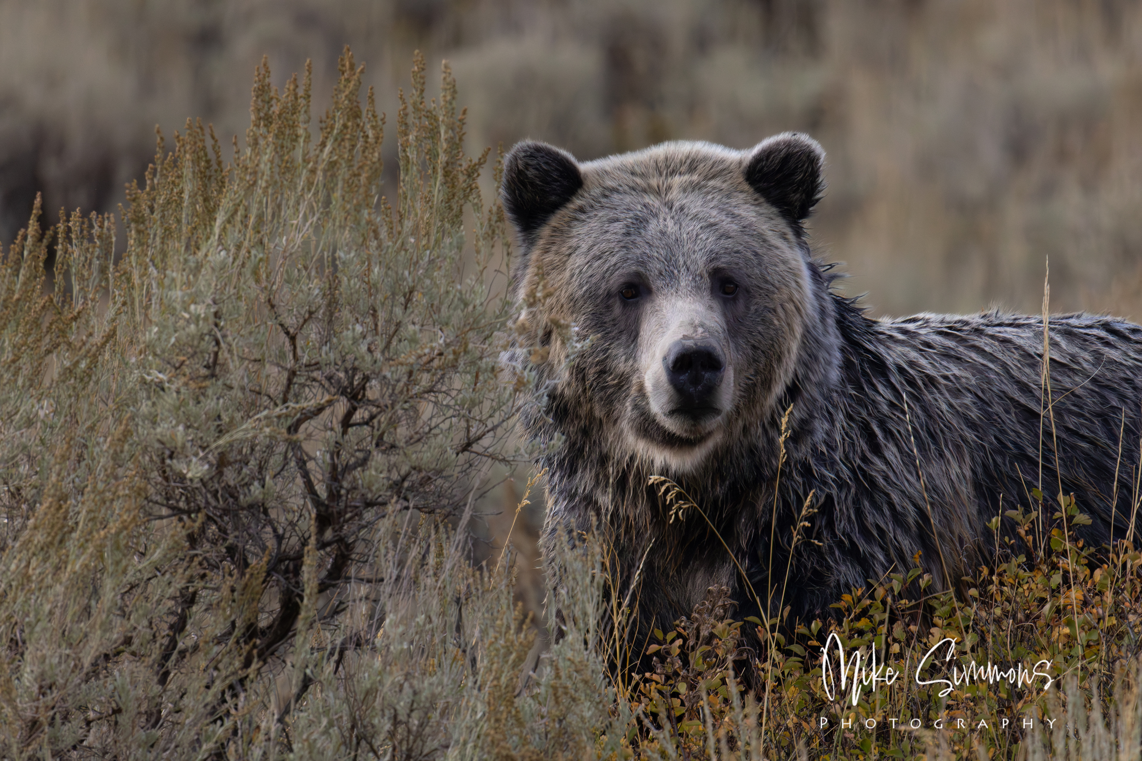 Grizzly at Yellowstone NP #3