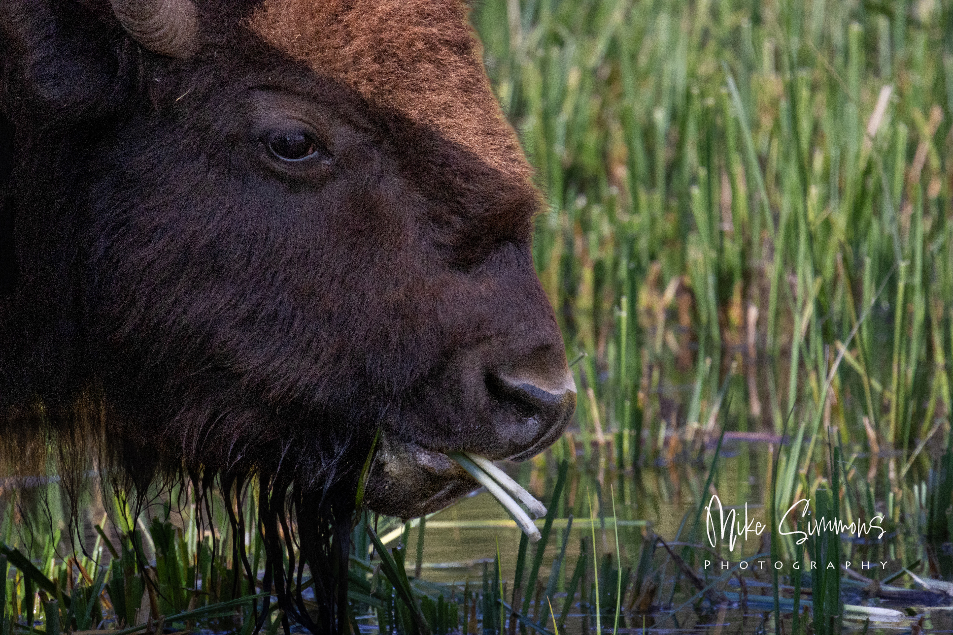 Bison enjoying the vegetation