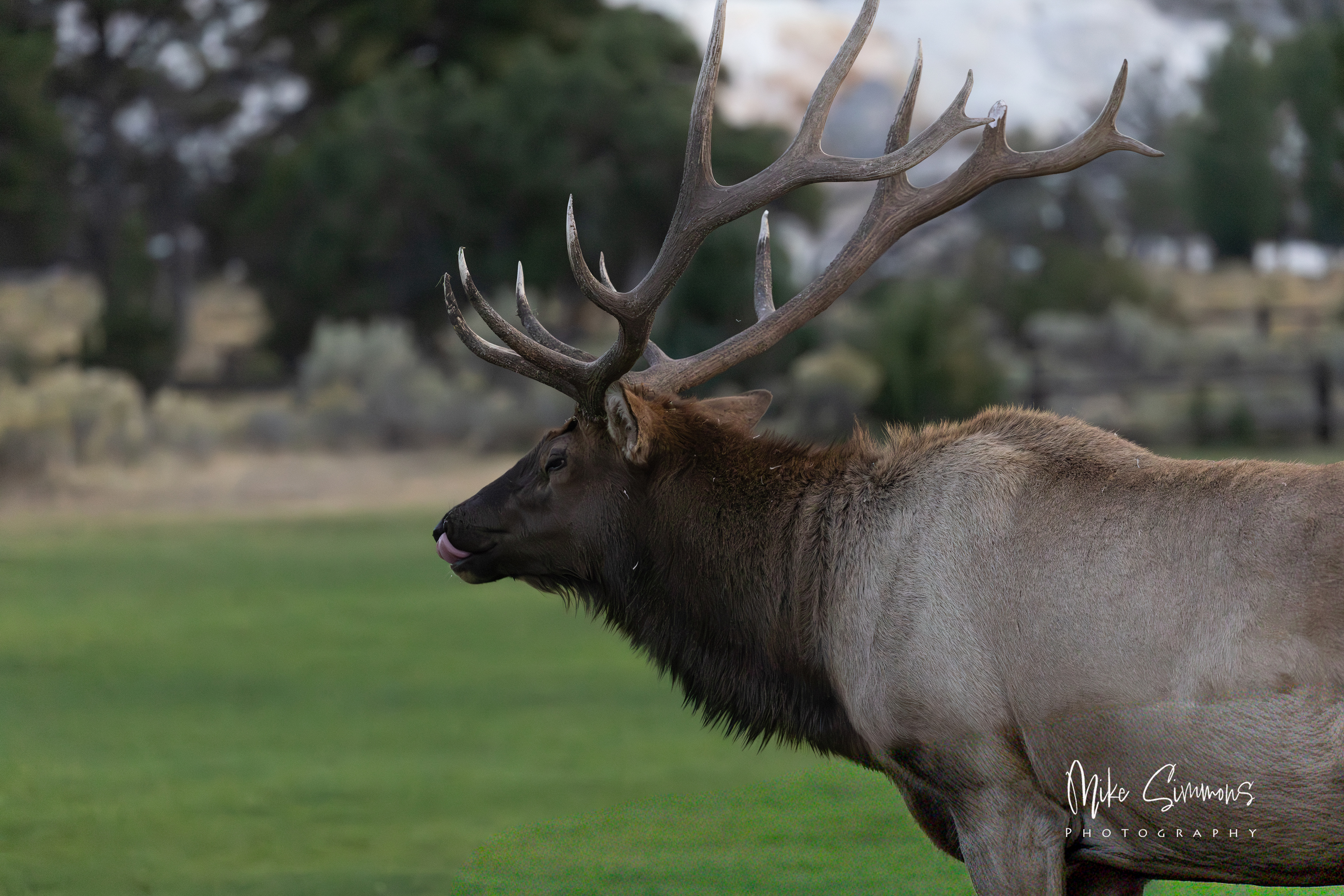 Elk at Mammoth Hot Springs #1