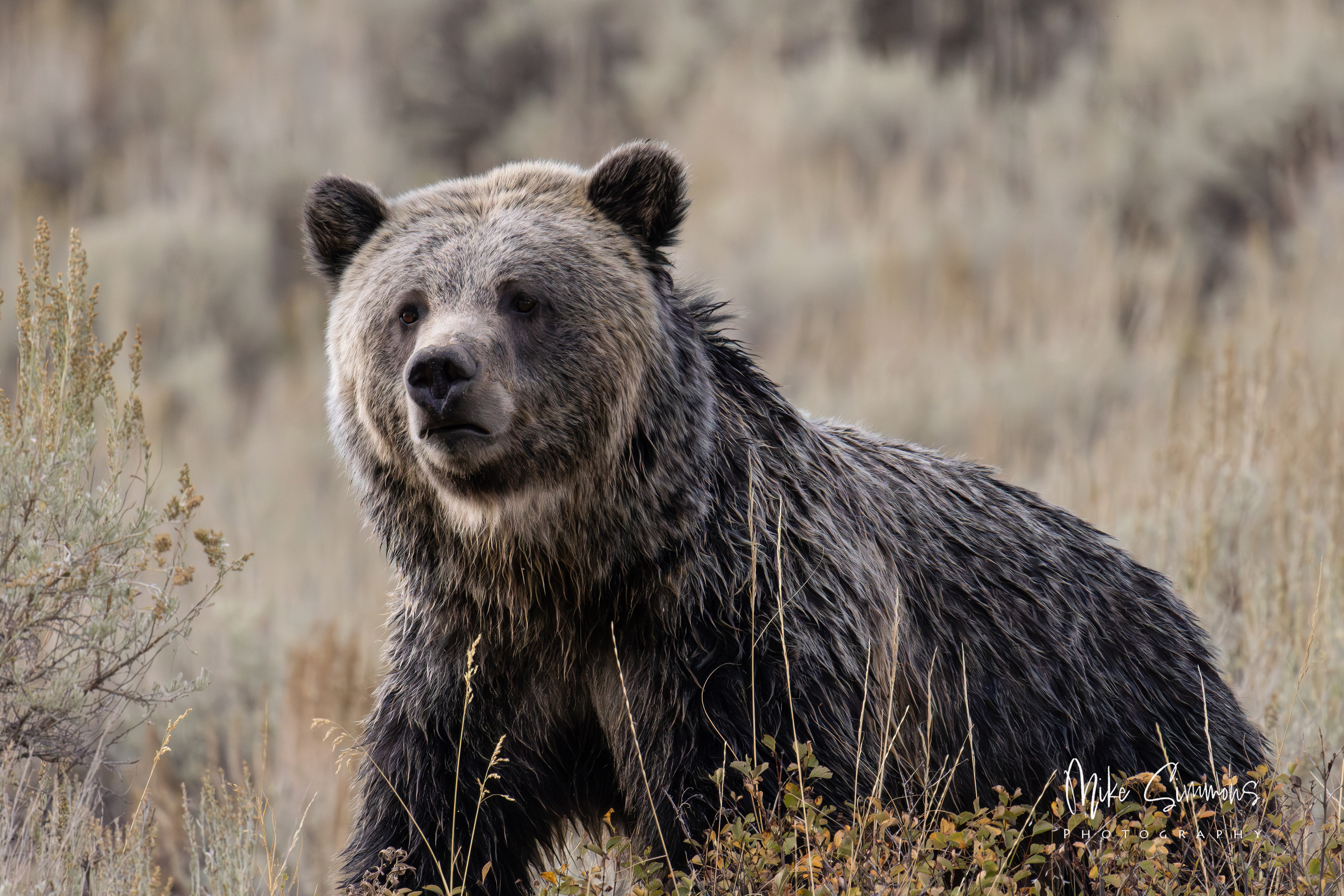 Grizzly at Yellowstone NP #5