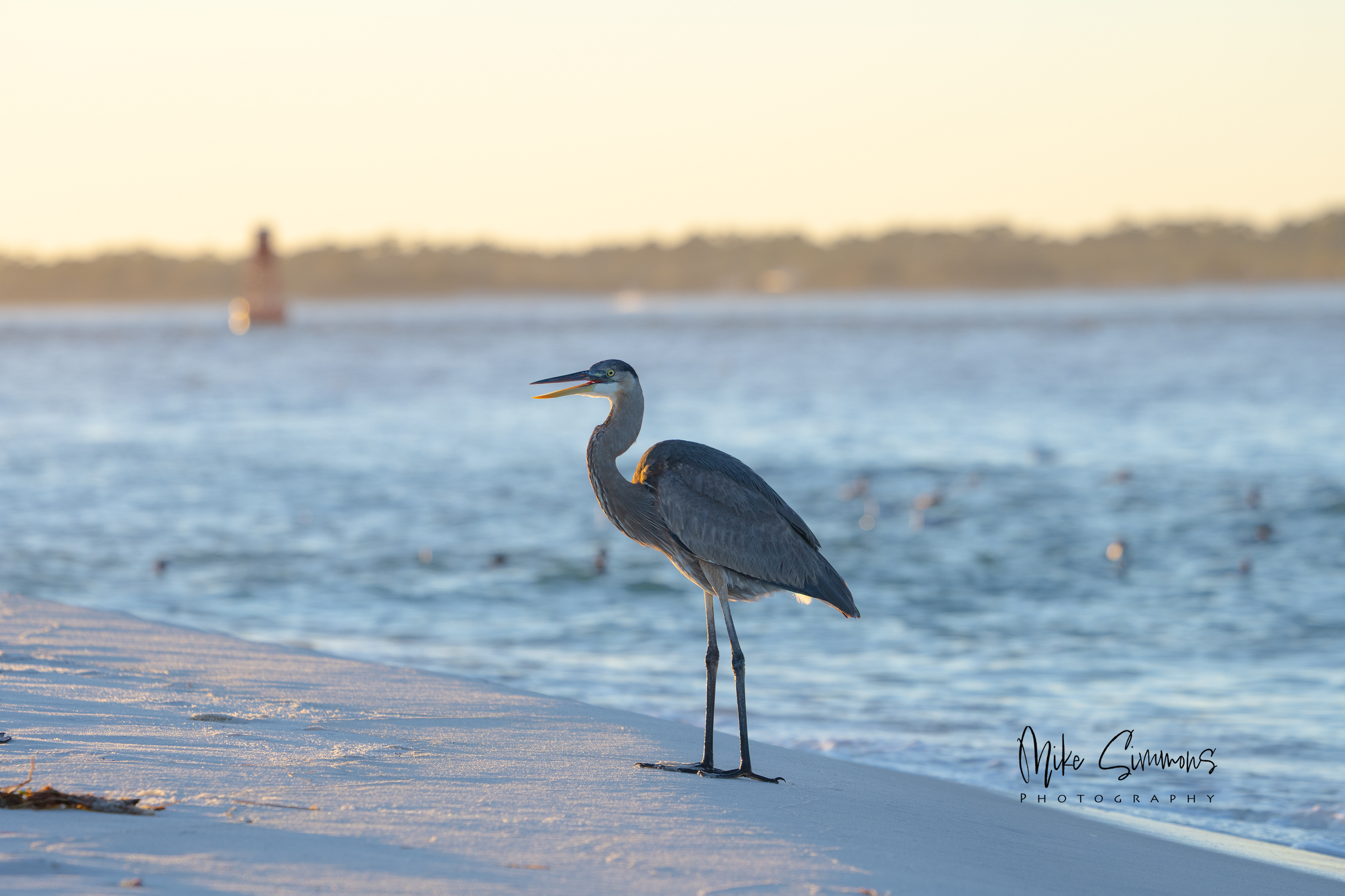 Great blue heron Pensacola, FL