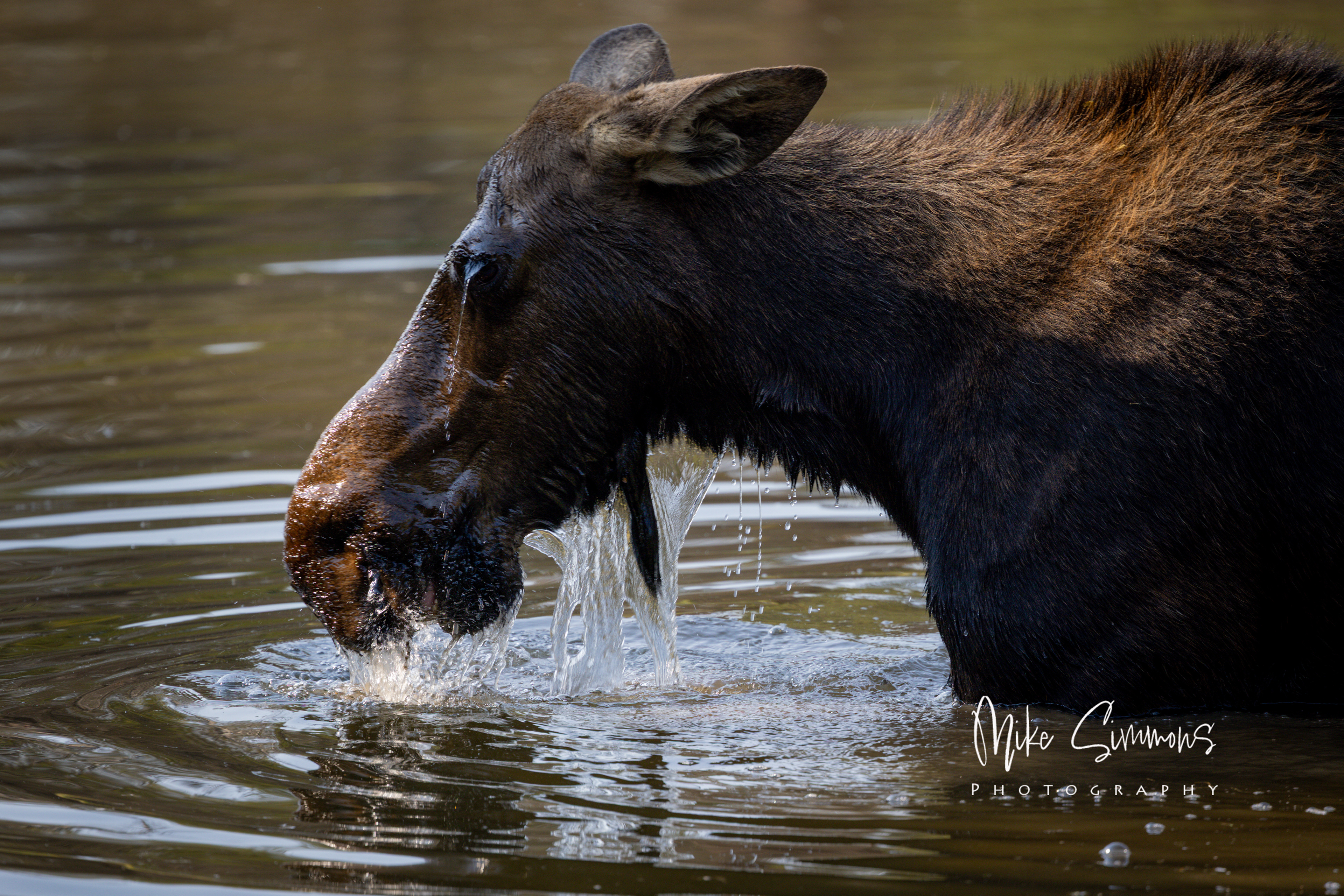 Moose at Grand Tetons NP