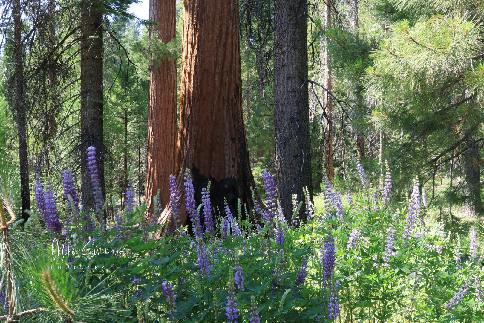 Sequoia National Park