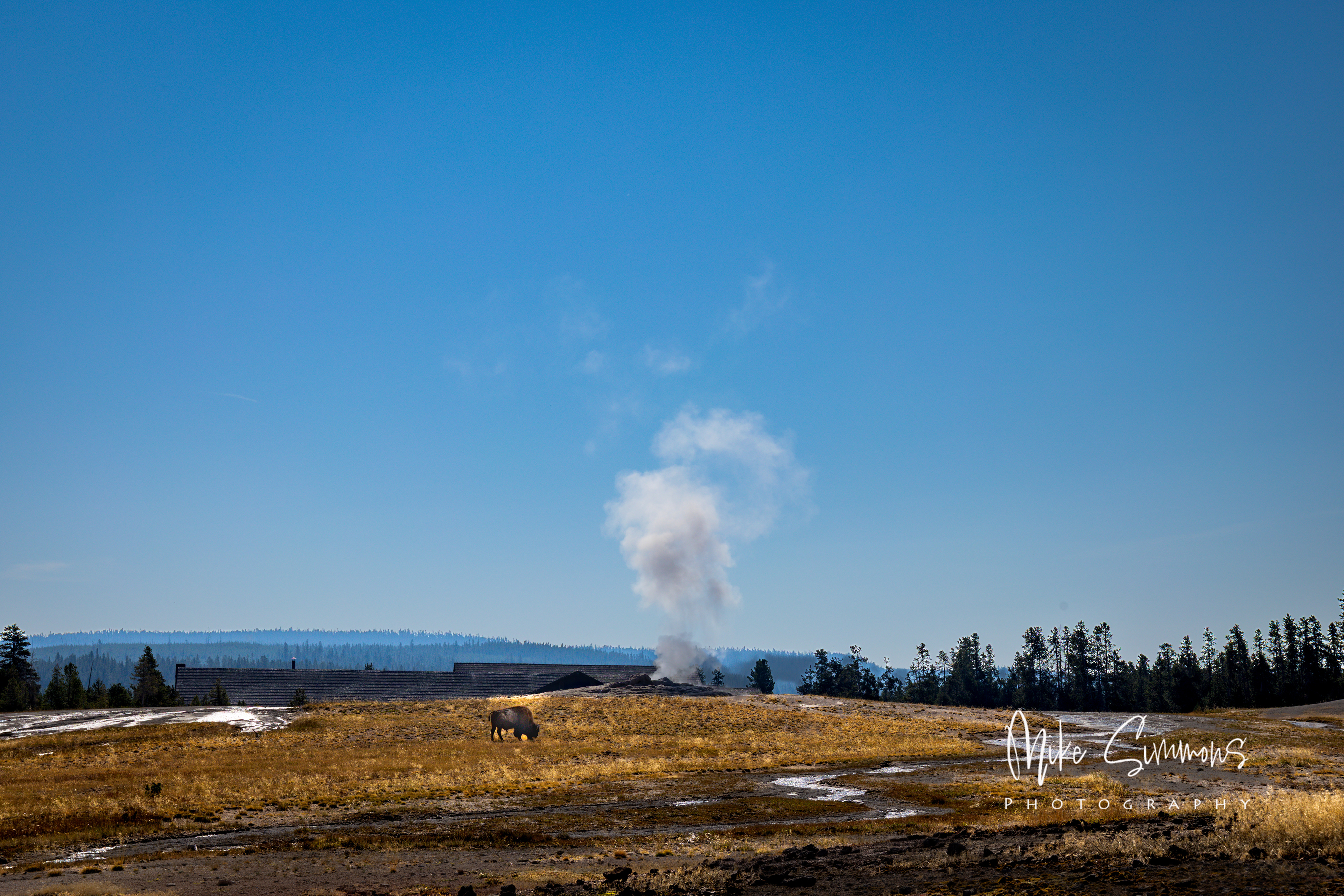 Bison at Old Faithful