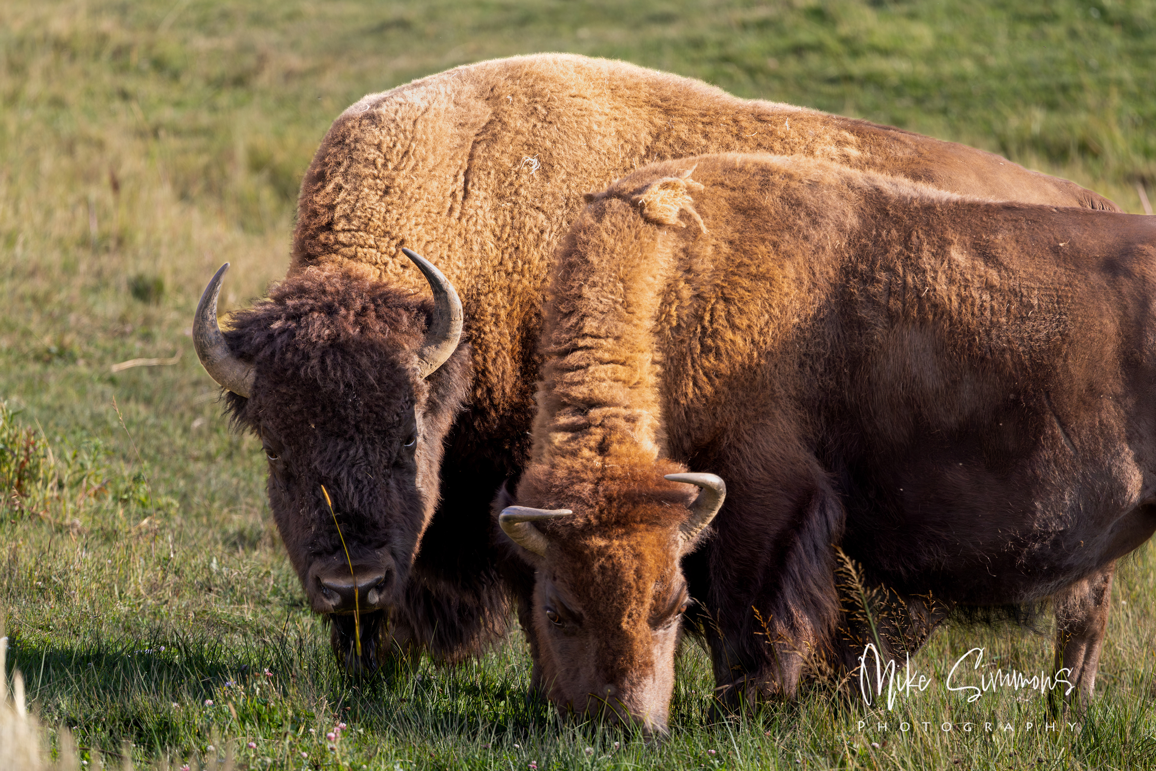 Bison couple at Yellowstone NP