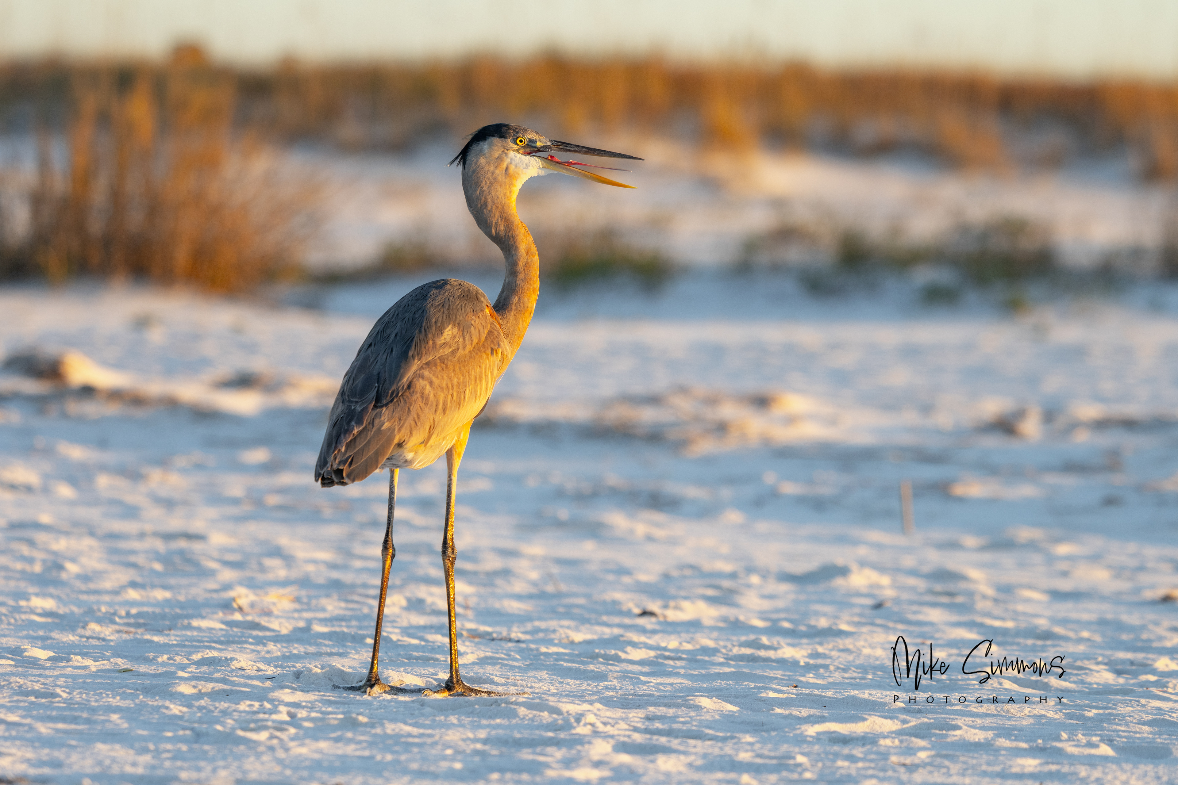 Great blue heron Pensacola, FL
