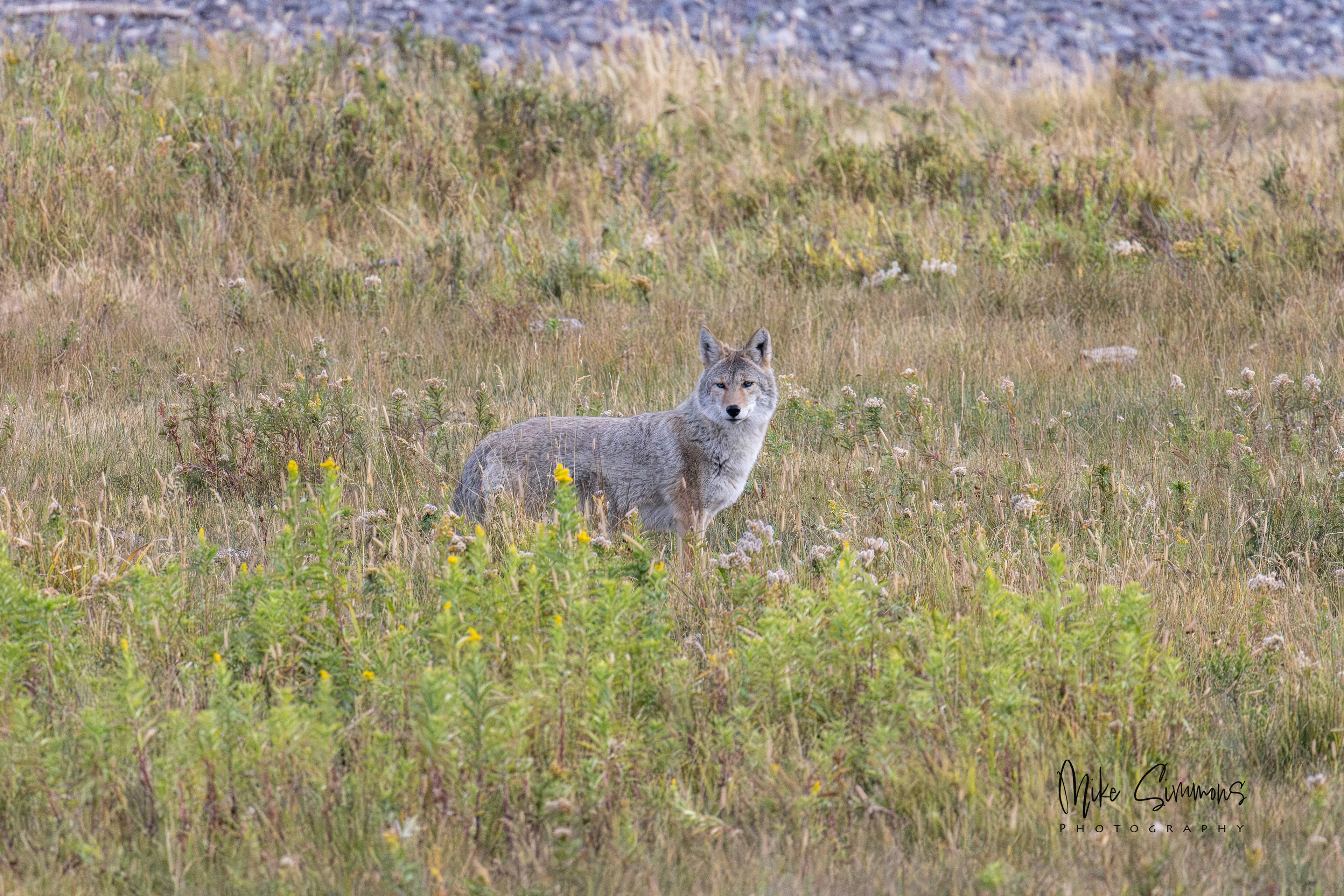 Coyote at Yellowstone NP