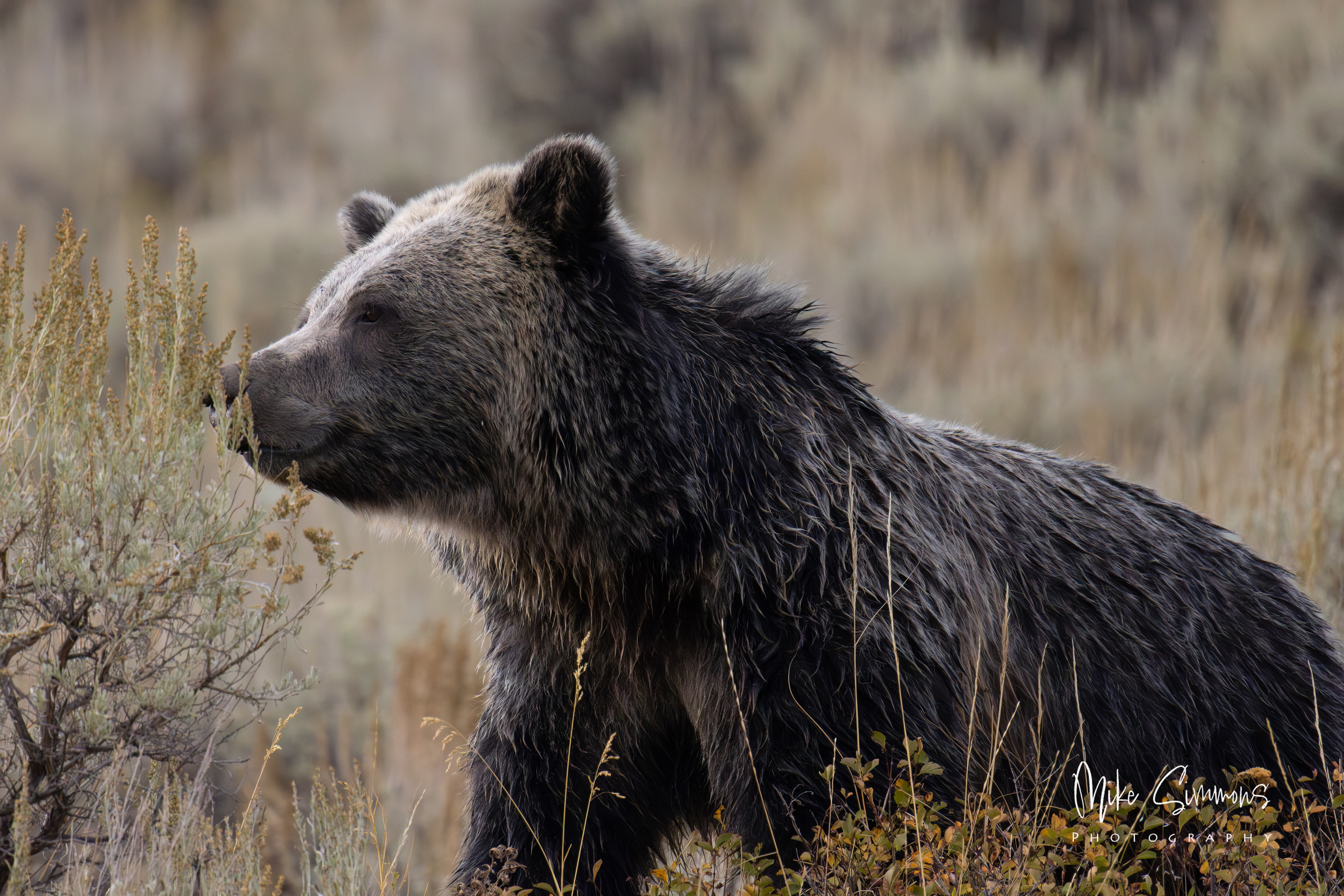 Grizzly at Yellowstone NP #4