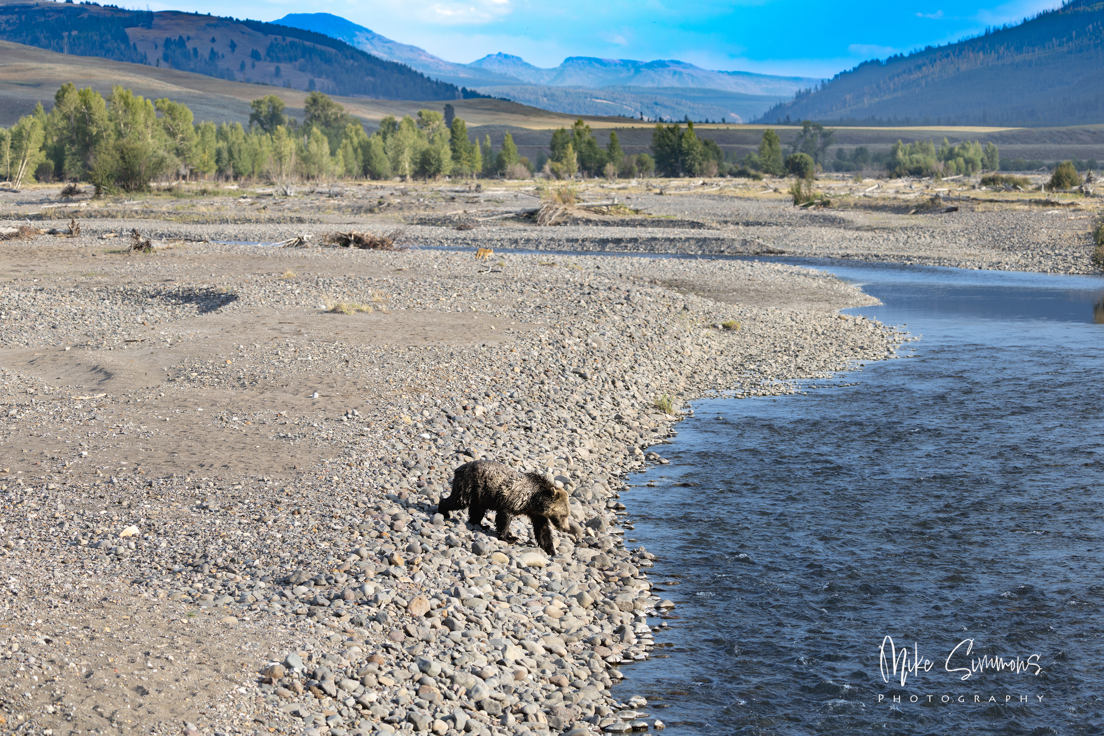 Grizzly at Yellowstone NP #9