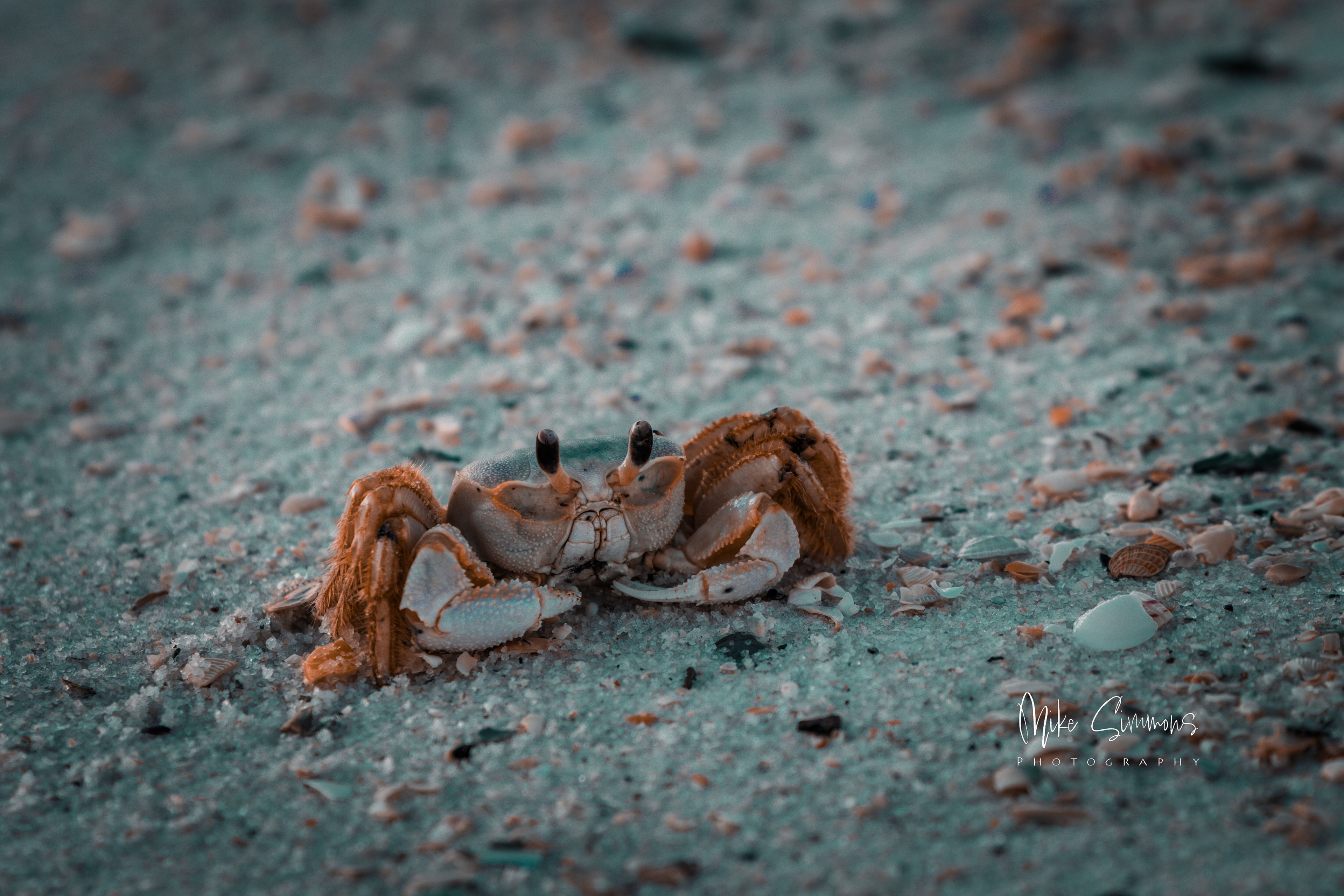 Sand crab on Pensacola Beach