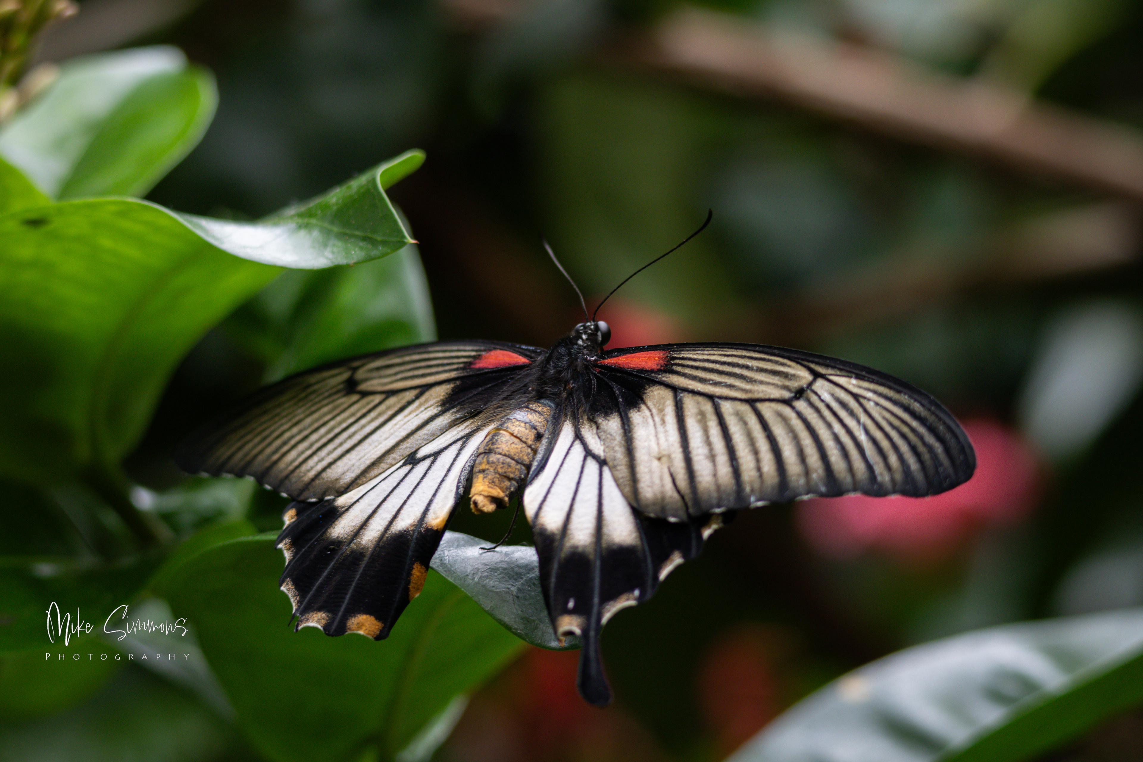 Butterfly shot taken in Canada