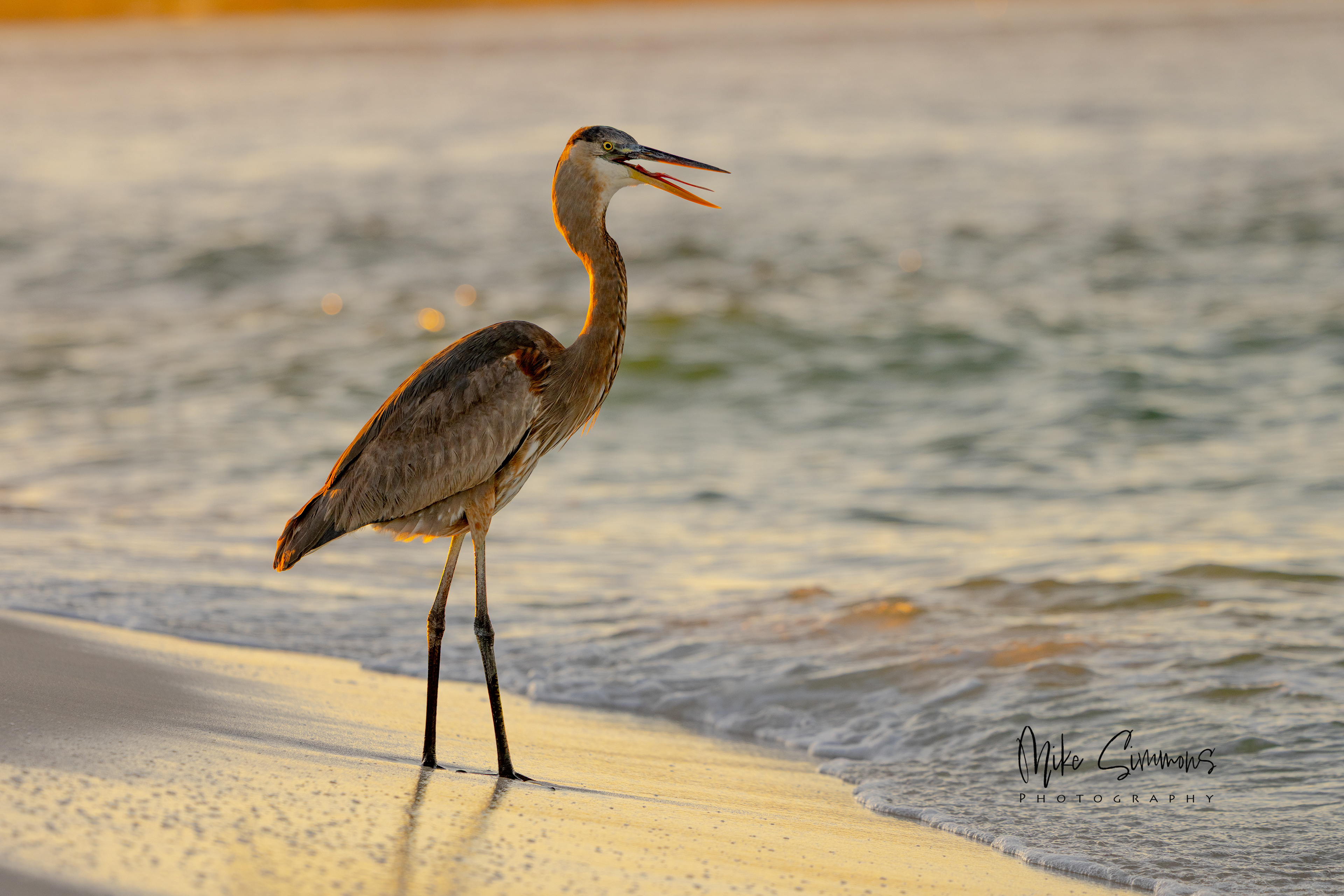 Great blue heron Pensacola, FL