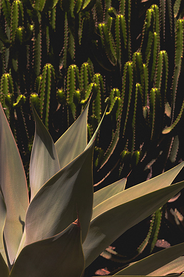 Terracotta Cactus