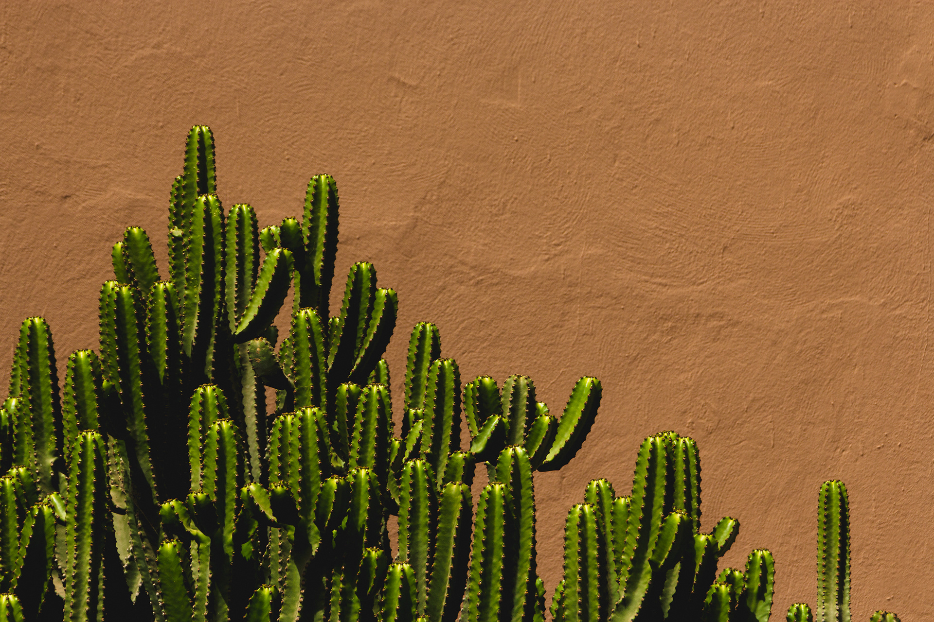 Terracotta Cactus