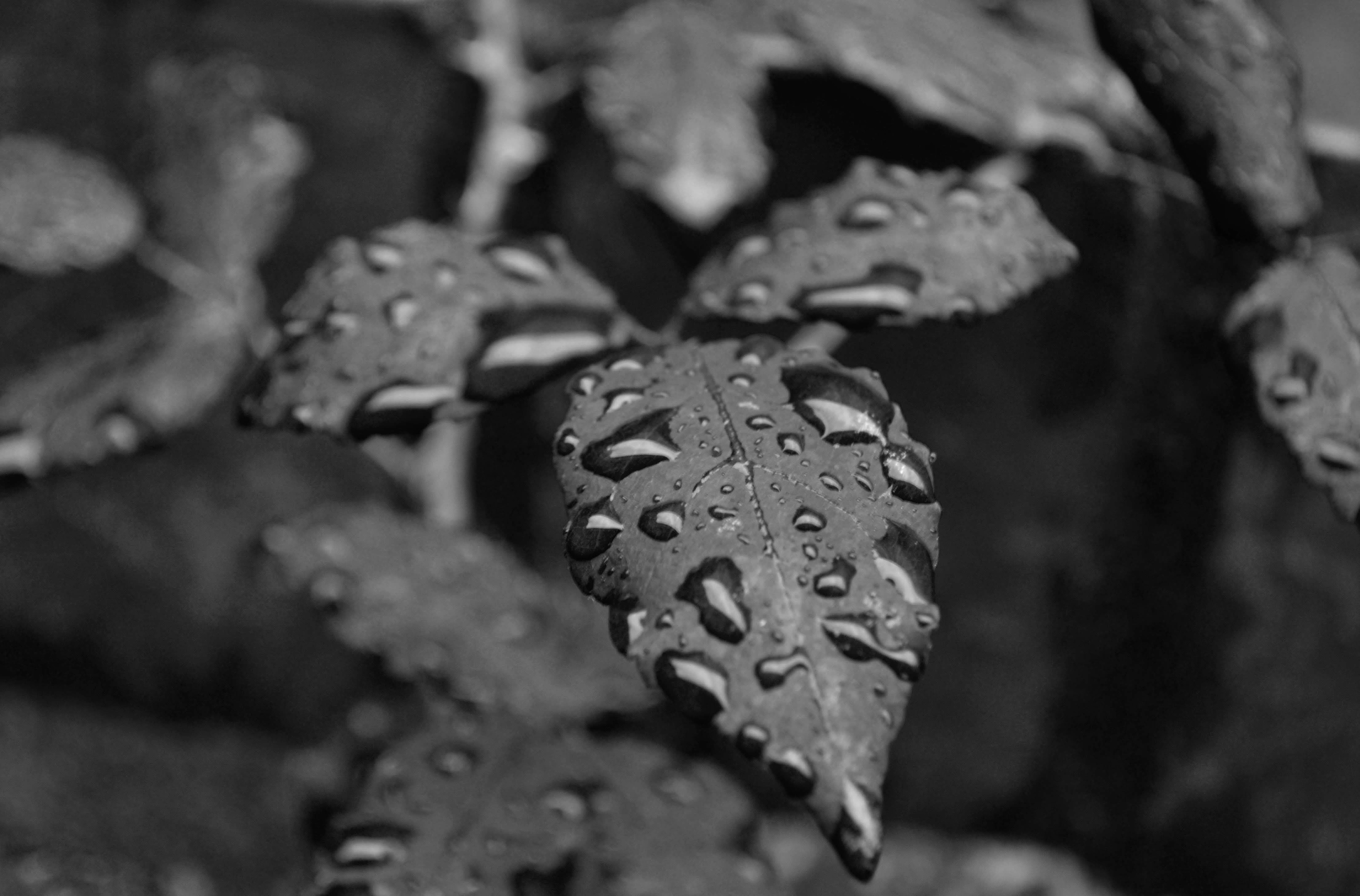 Tear Drops In The Garden 