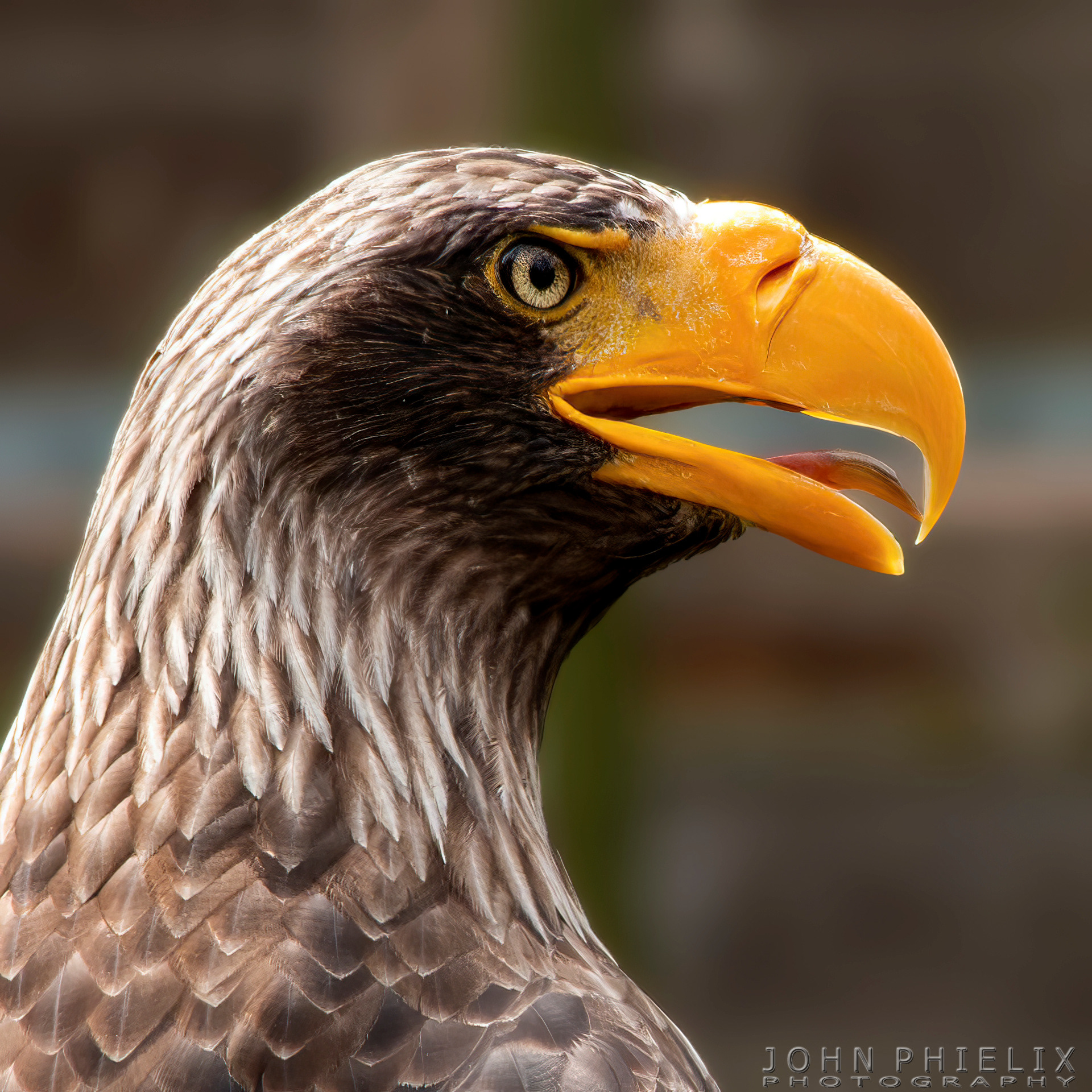 Steller's sea eagle