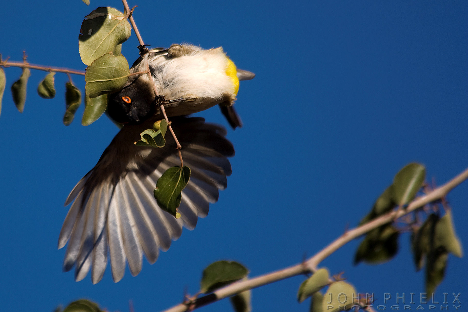 African red-eyed bulbul