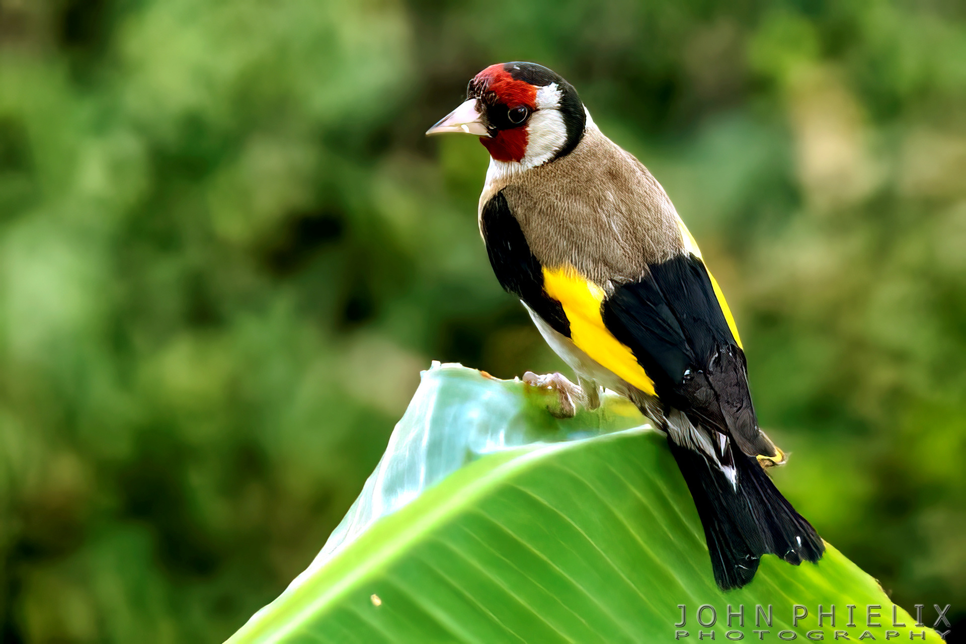 European goldfinch