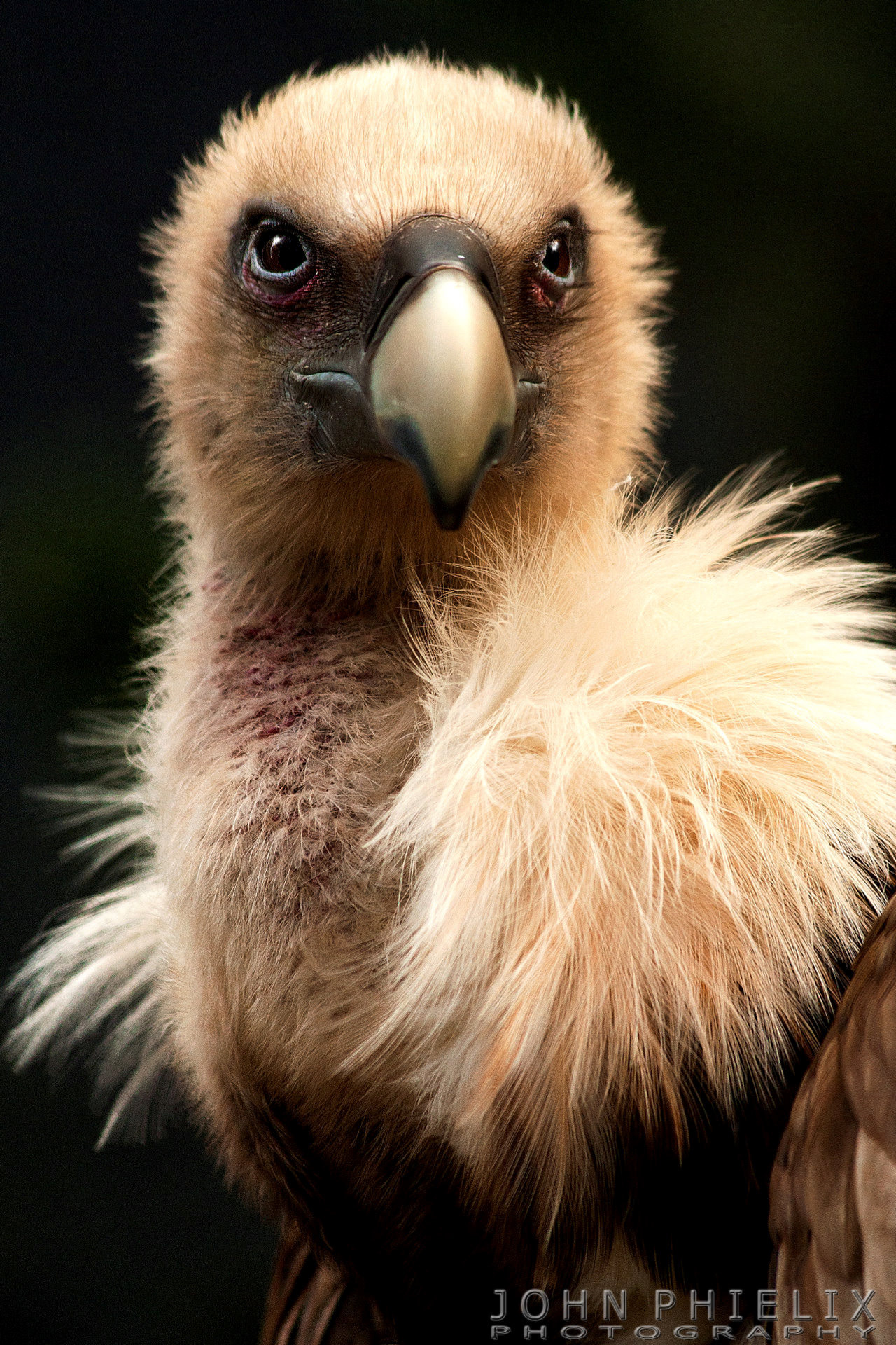 Eurasian Griffon Vulture
