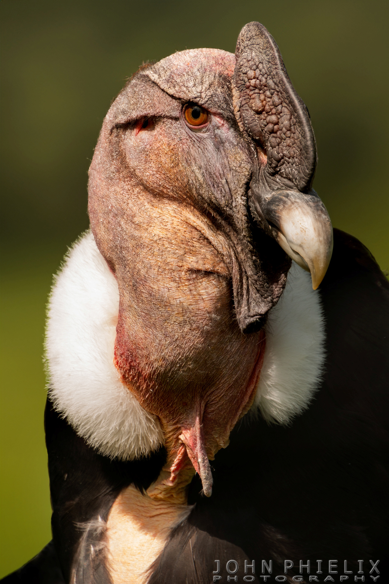 Andean condor