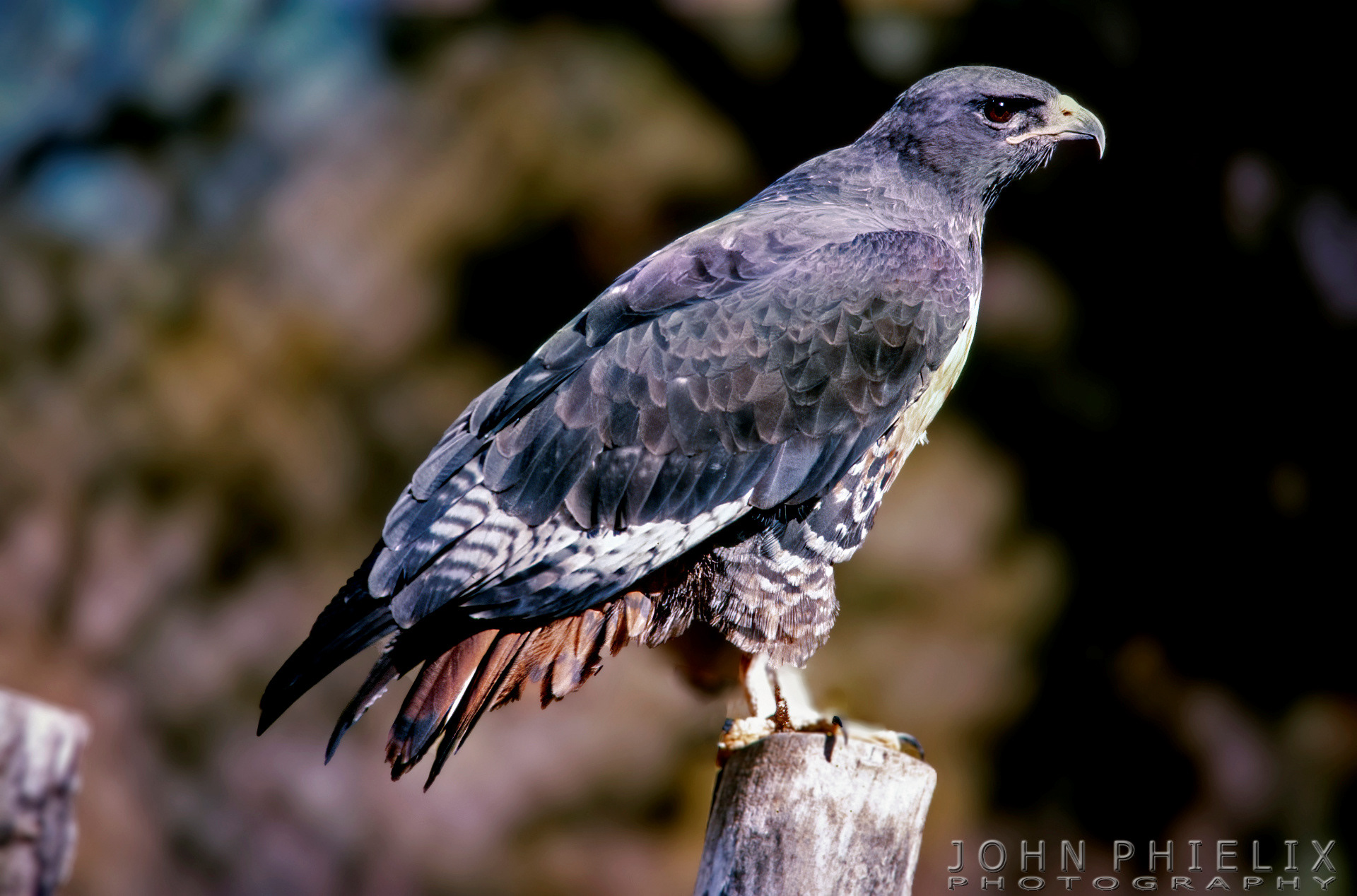 Black-chested buzzard-eagle