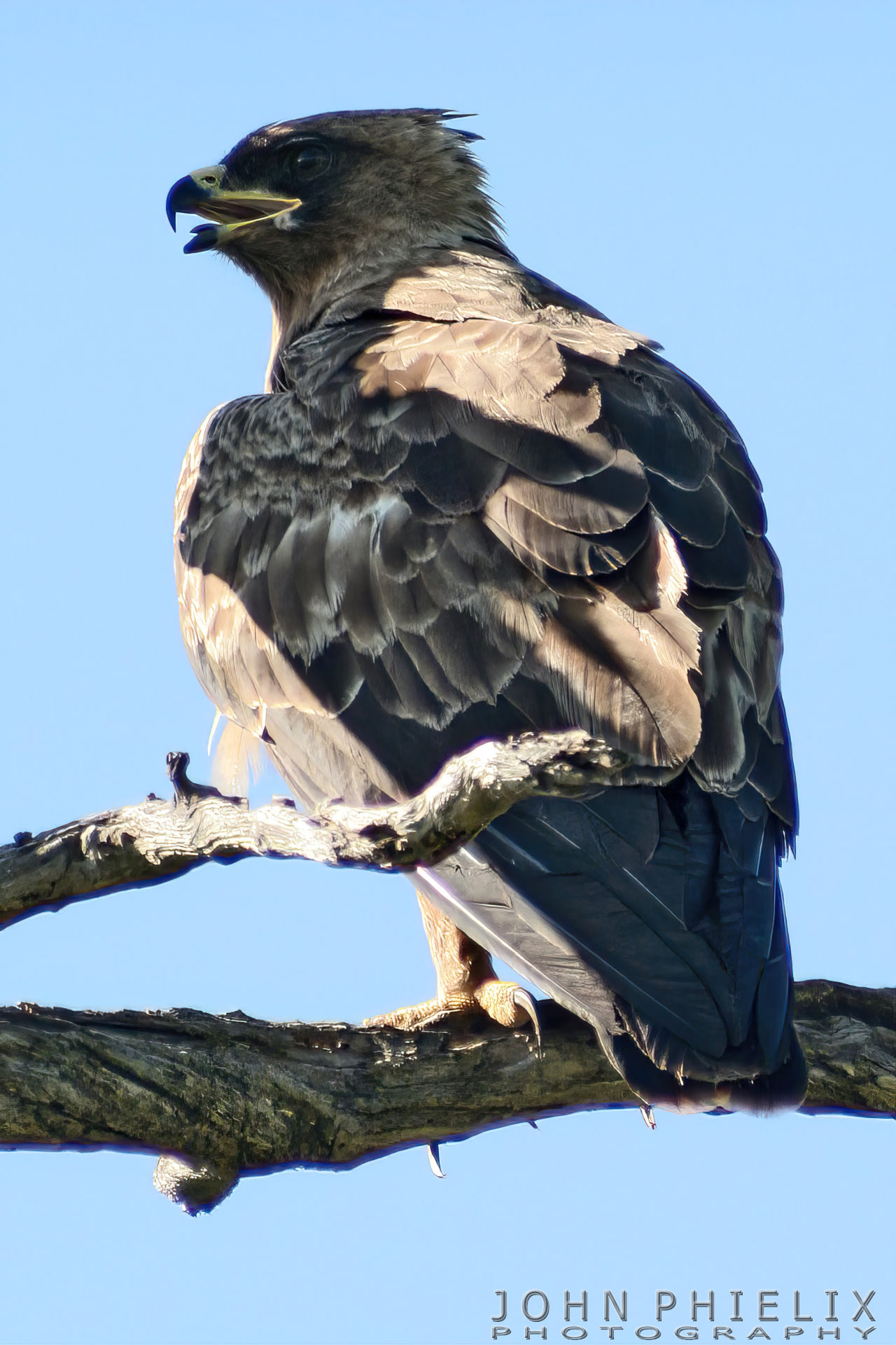 Tawny eagle
