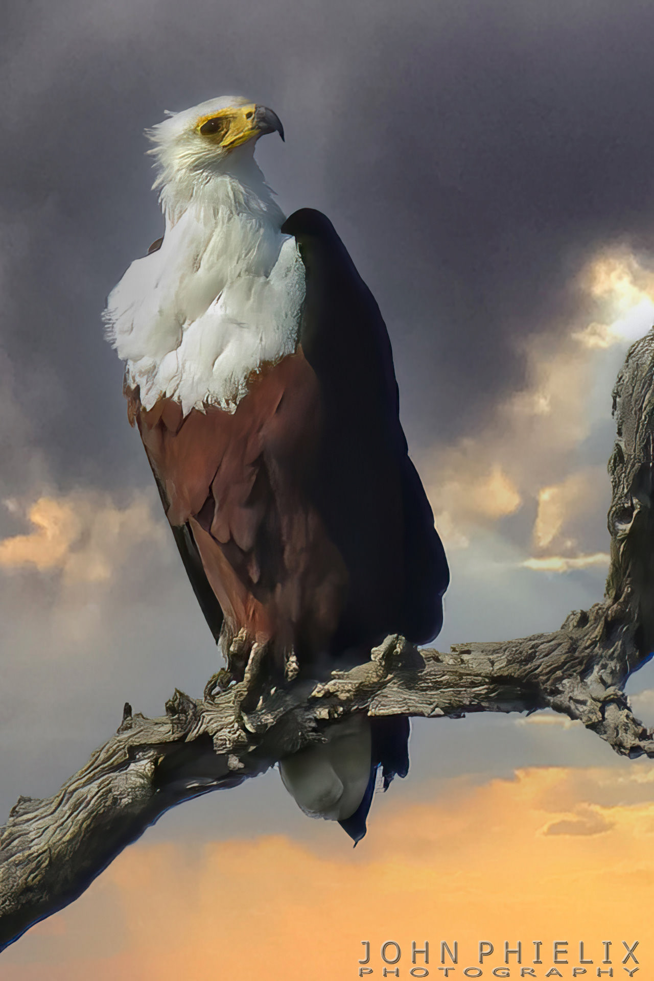 African fish eagle
