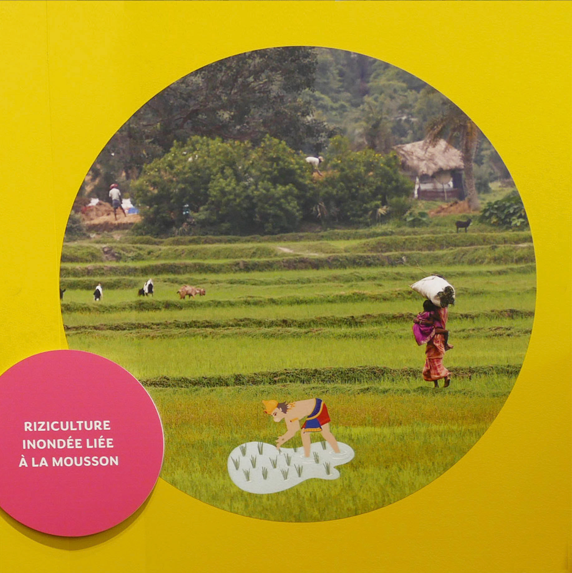 Hanumān travaillant à la rizière