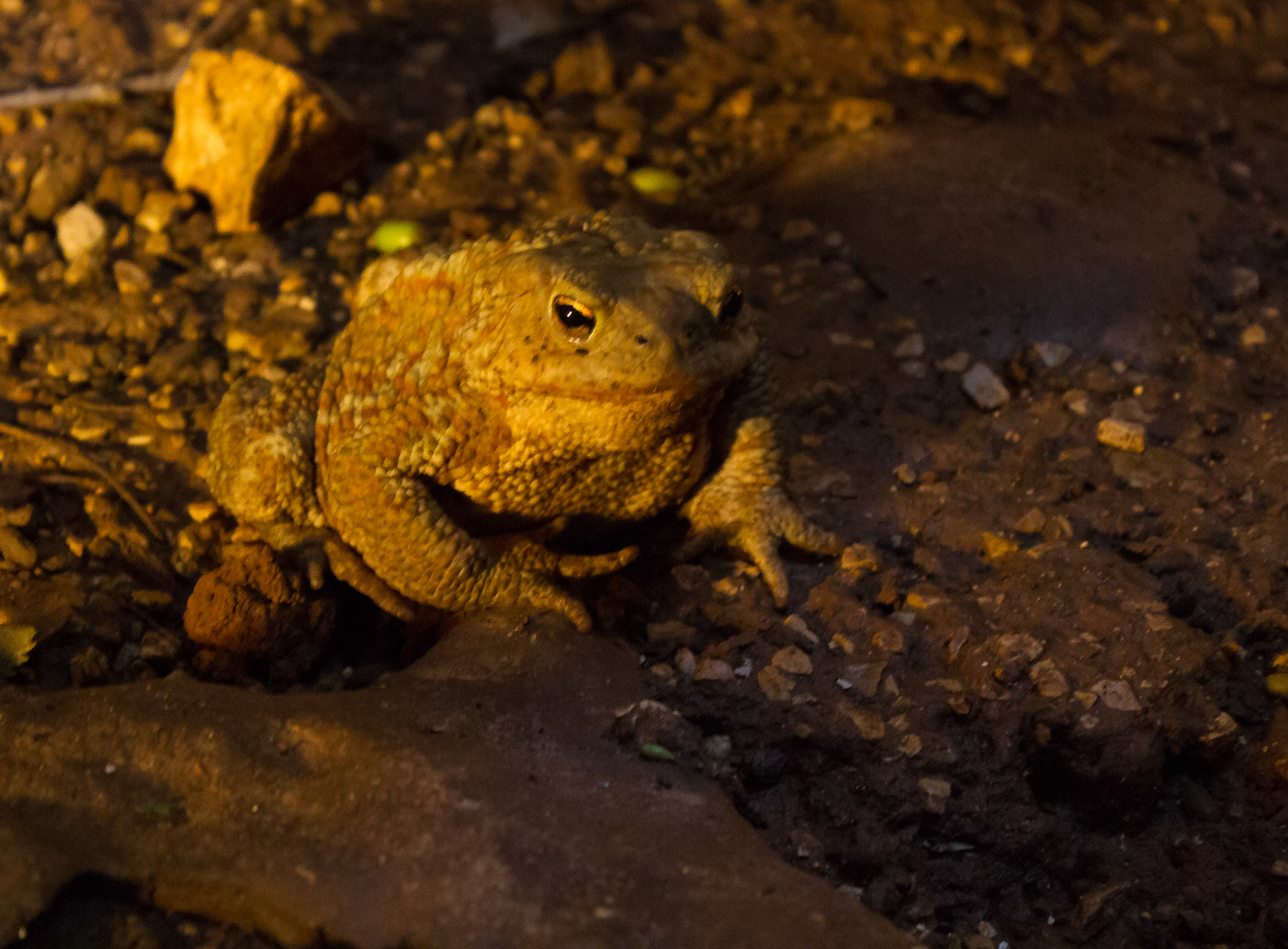 Urlaub Pfingsten 2013: Istrien