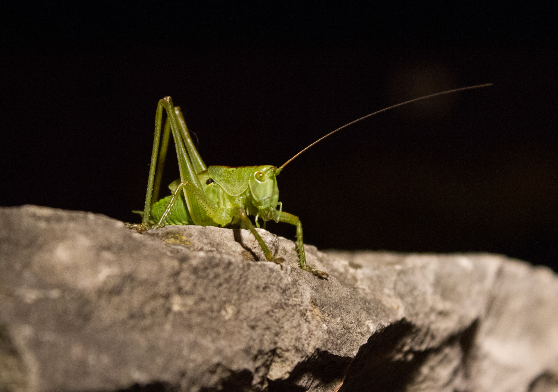 Urlaub Pfingsten 2013: Istrien