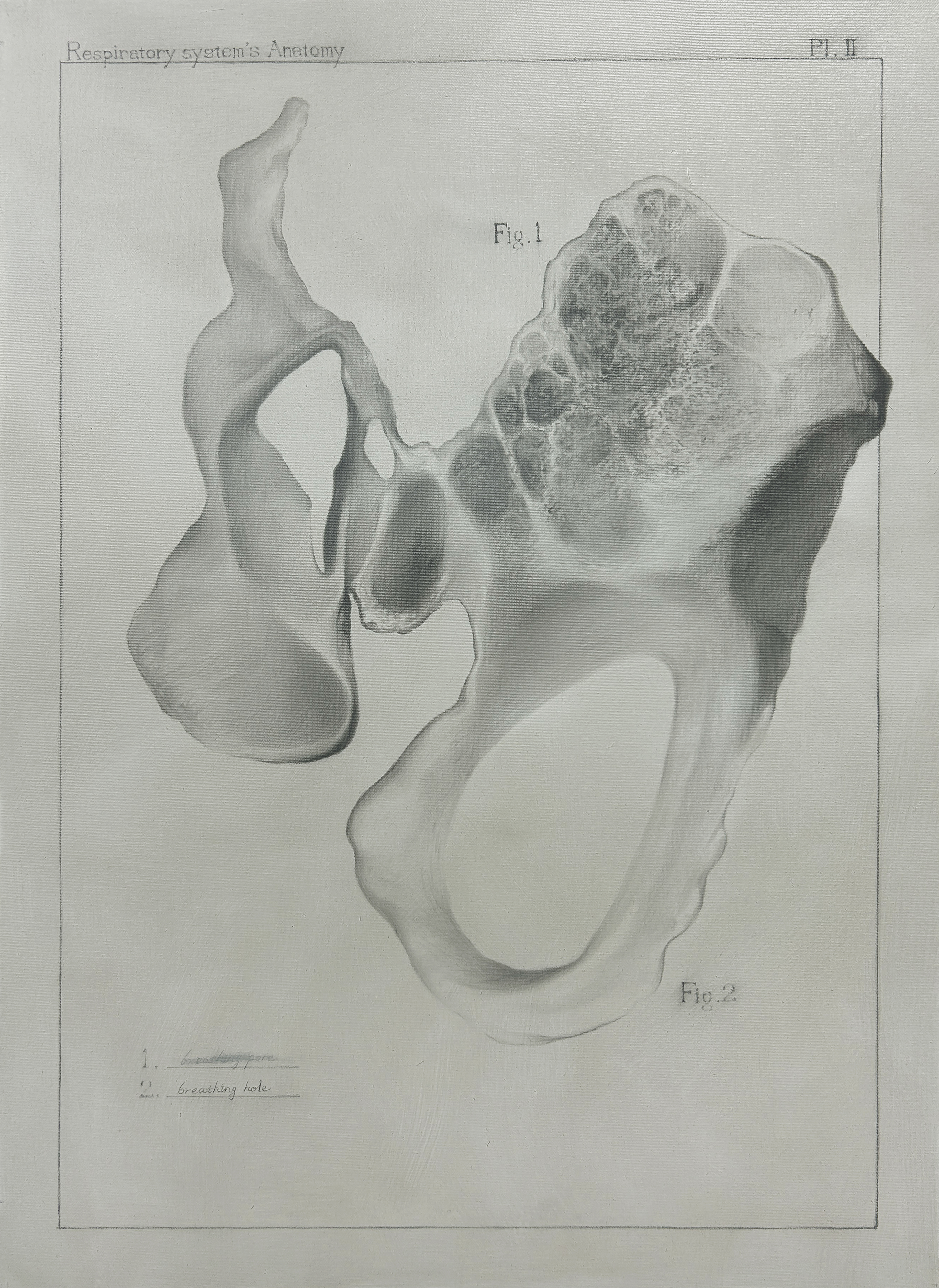 Respiratory system's Anatomy, 2024, 72.2x53cm, oil, graphite on canvas