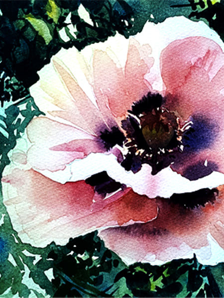 Poppies