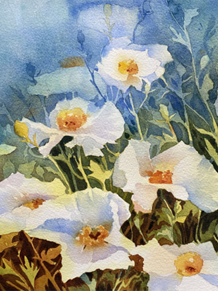 Matilijah poppies