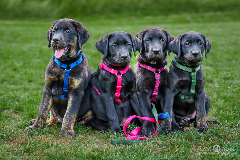 Atus, Milka, Festus und Aska