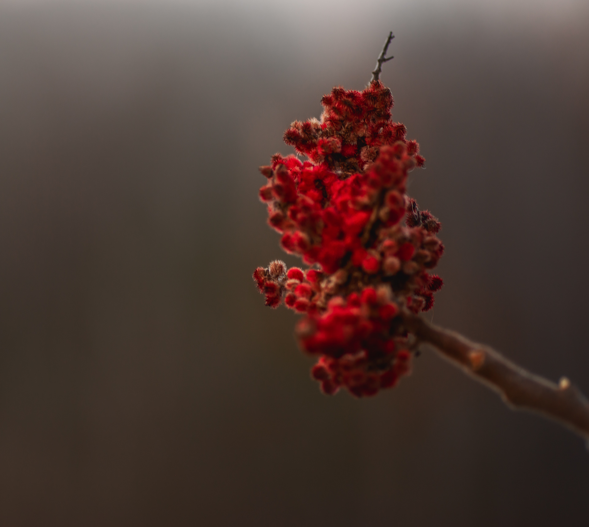 Though your sins are like scarlet, They shall be as white as snow.