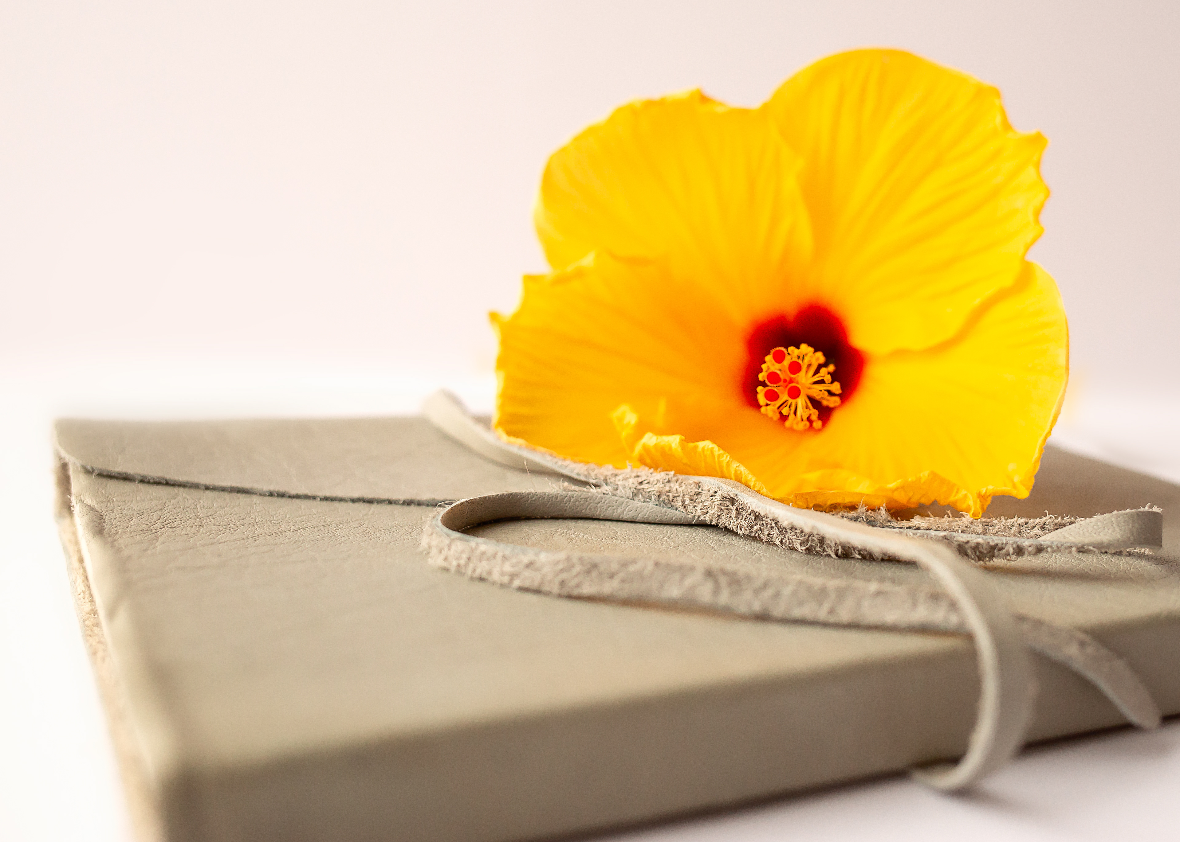 And why do you worry about clothes? See how the flowers of the field grow. They do not labor or spin.