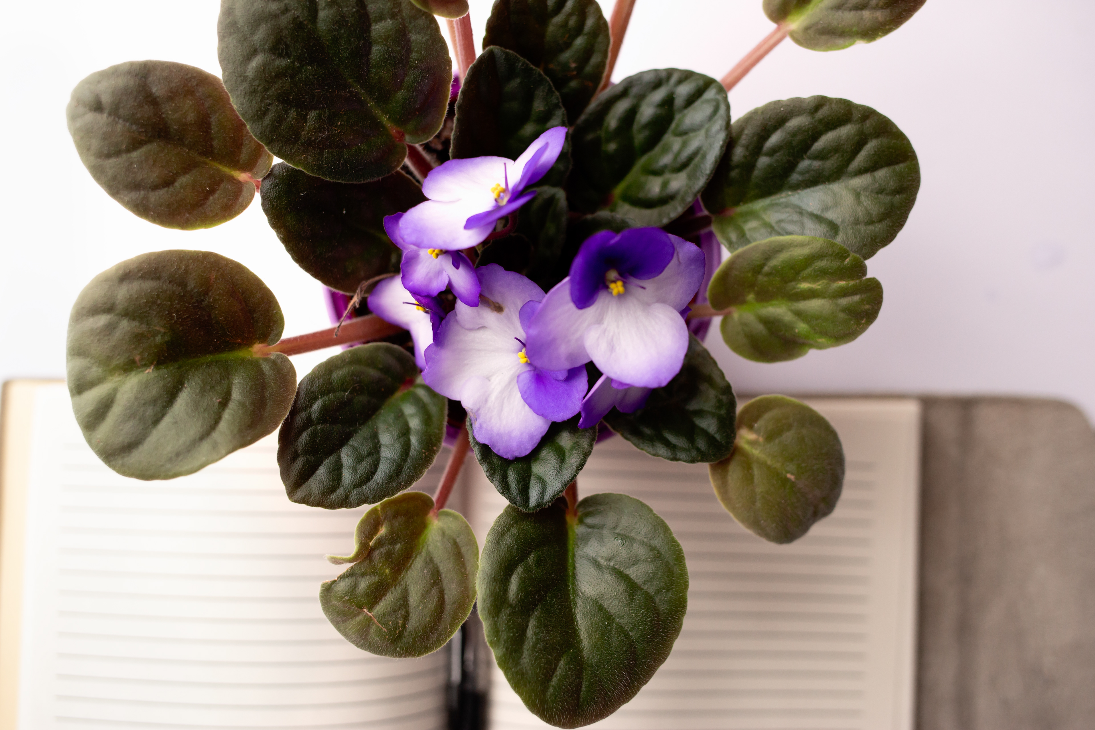 "I planted the seed, Apollos watered it, but God has been making it grow." 1 Corinthians 3:6