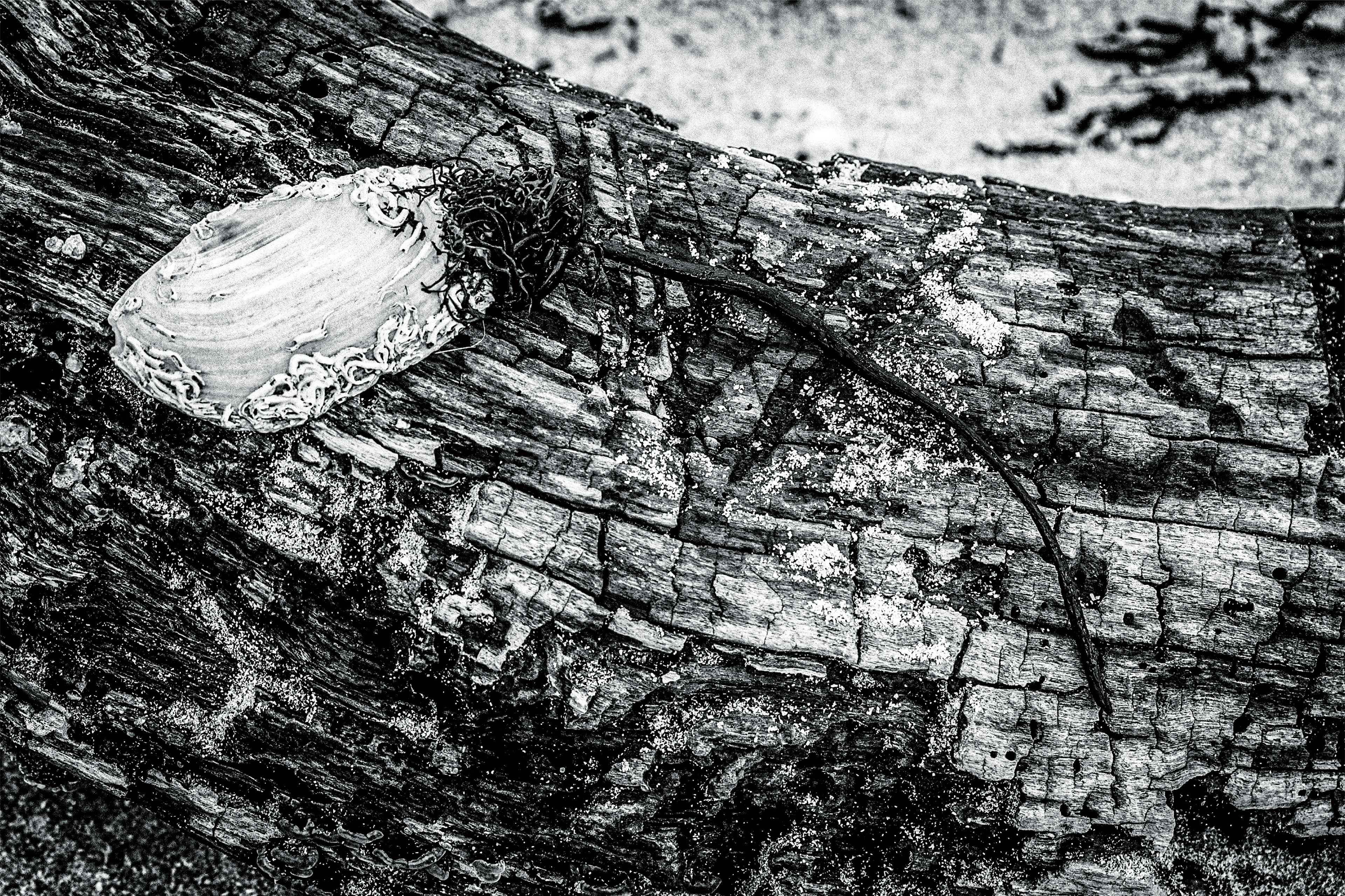 Whisky Bottle Background Example