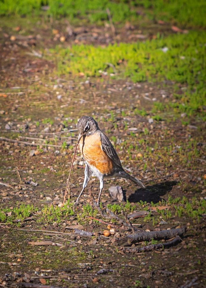 Rare occurrence of American robins migrating as far south as San Diego in 2023