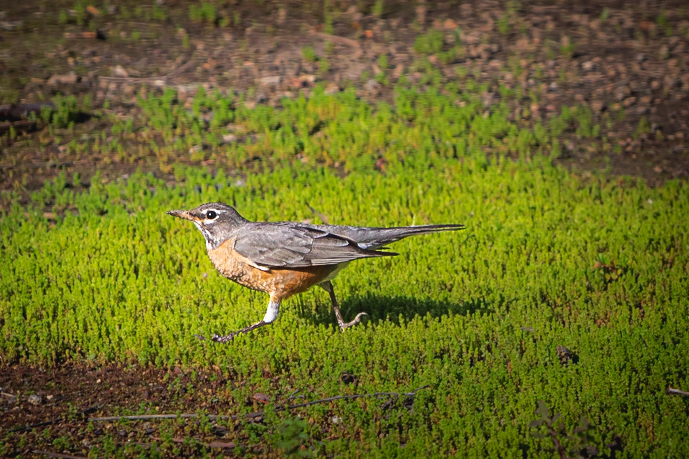 Rare occurrence of American robins migrating as far south as San Diego in 2023